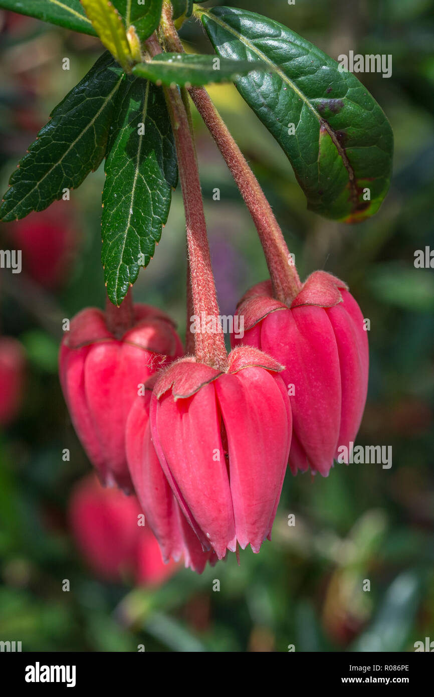 Crimson flowers of the evergreen Chilean Lantern tree / Crinodendron hookerianum (syn. Tricuspidaria hookerianum. Once used in Chilean traditional med Stock Photo