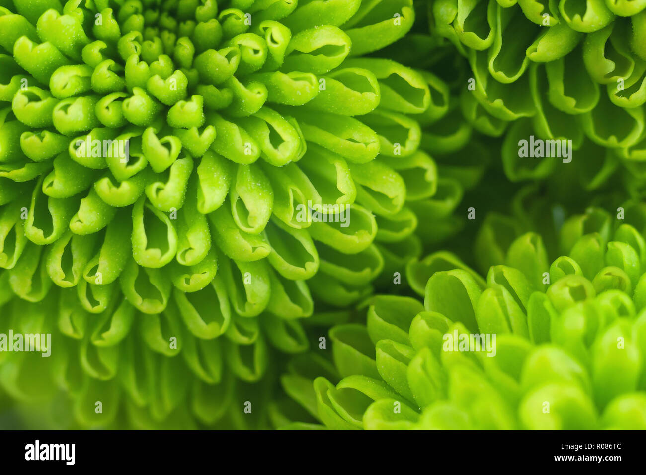 Chrysanthemum blossom pattern hi-res stock photography and images - Alamy