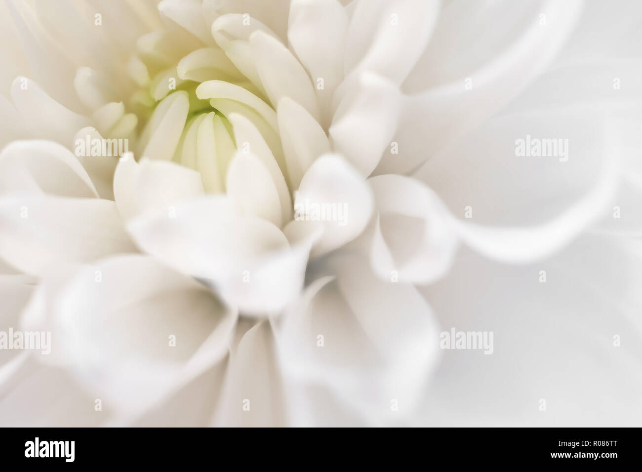 White chrysanthemum flower plant hi-res stock photography and images ...