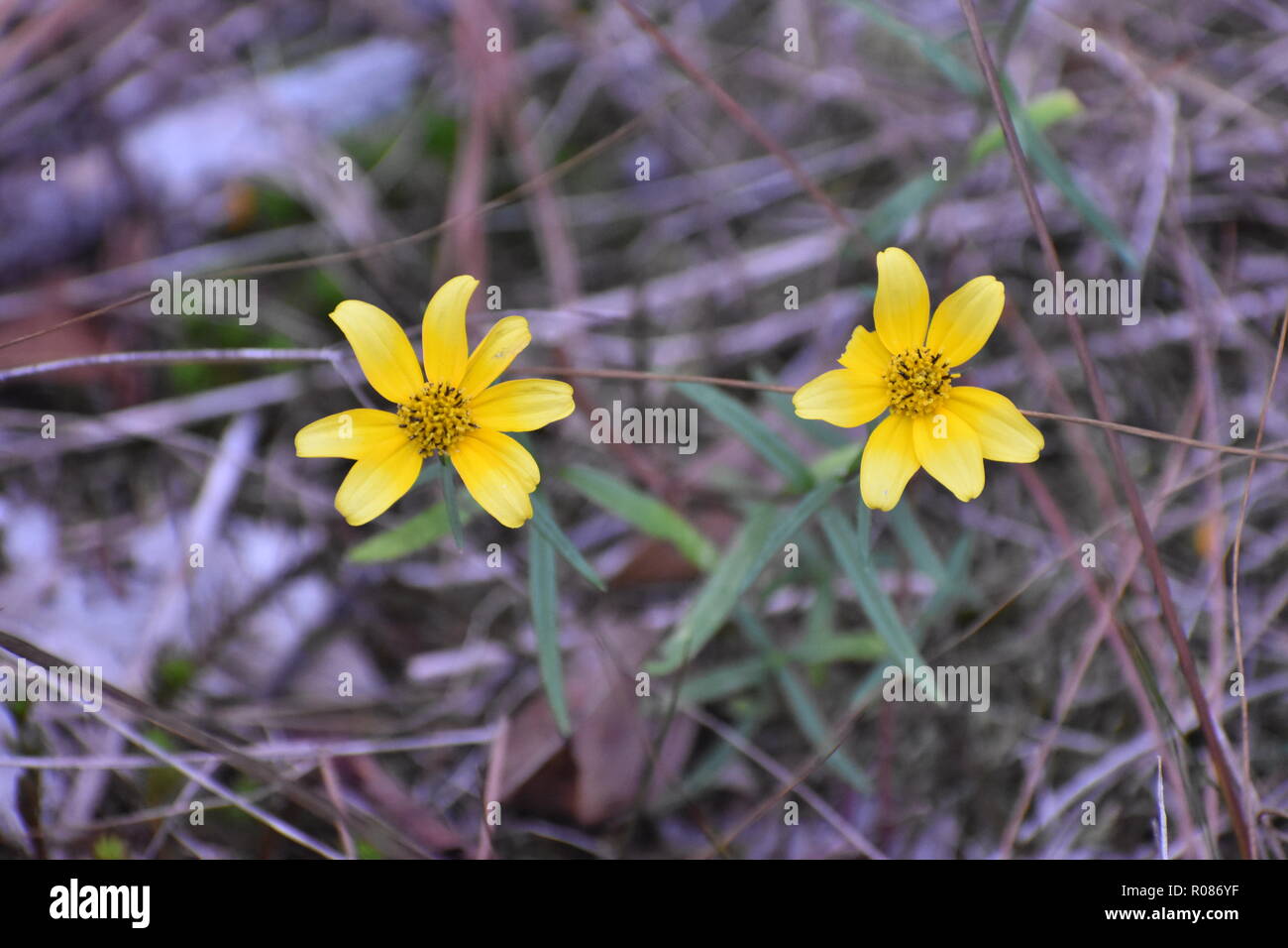 Yellow daisy-like native wildflowers in a woodland setting Stock Photo