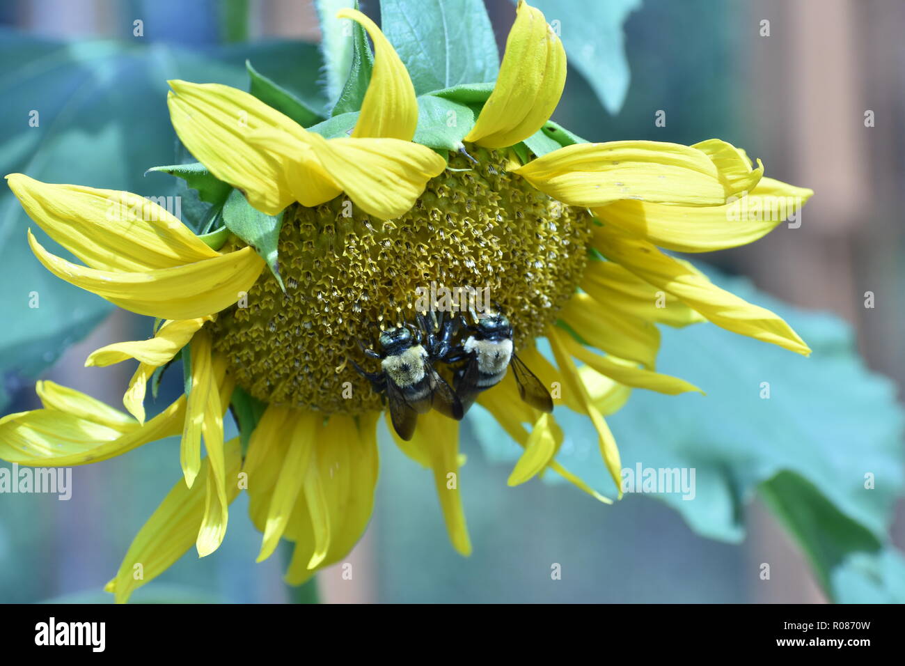 Closeup of a yellow sunflower with two carpenter bees collecting pollen Stock Photo