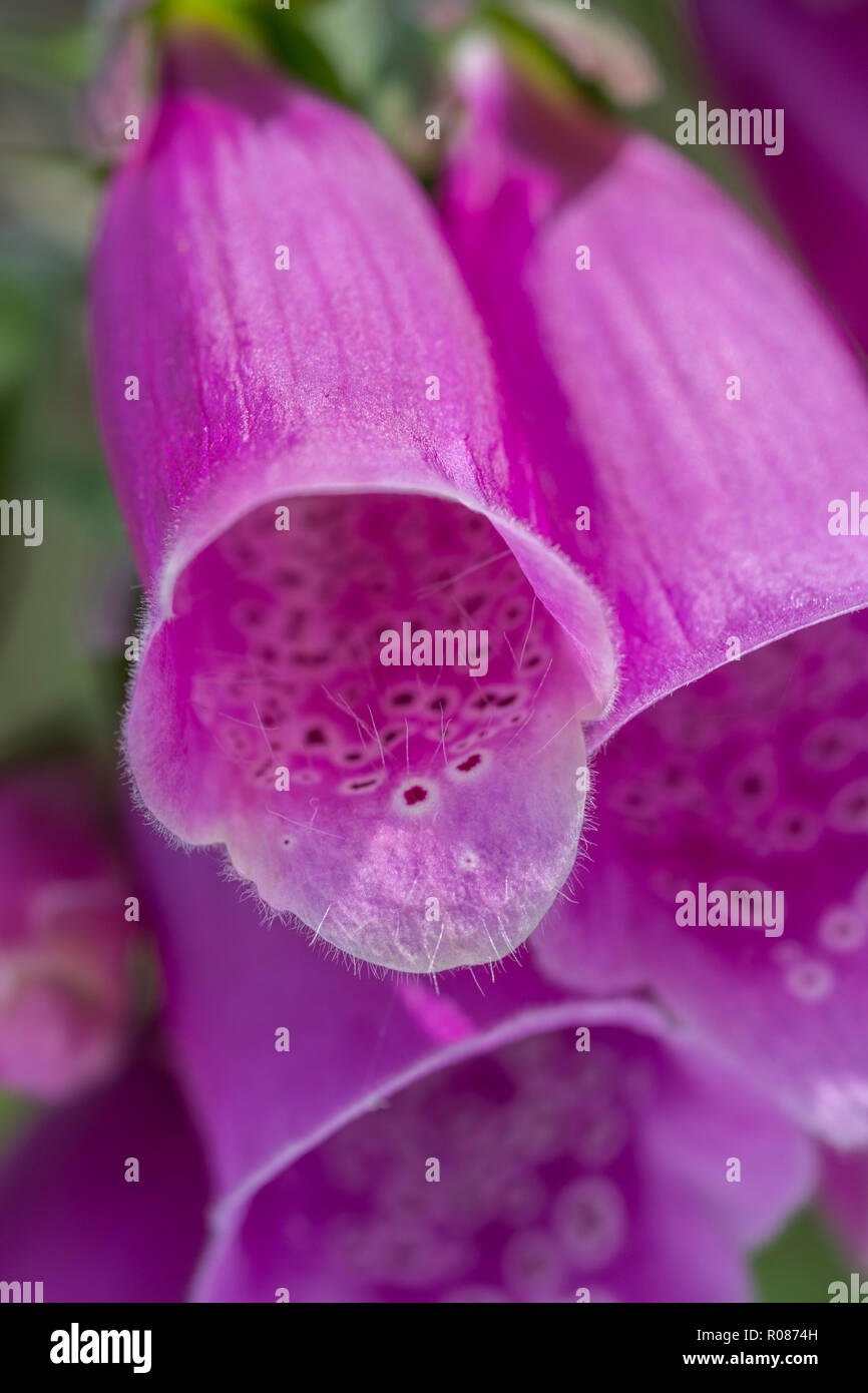 Close-up wild Foxglove / Digitalis purpurea flowers in sunshine. Formerly used in herbal remedies, home cures, traditional medicine. Digitalin source. Stock Photo