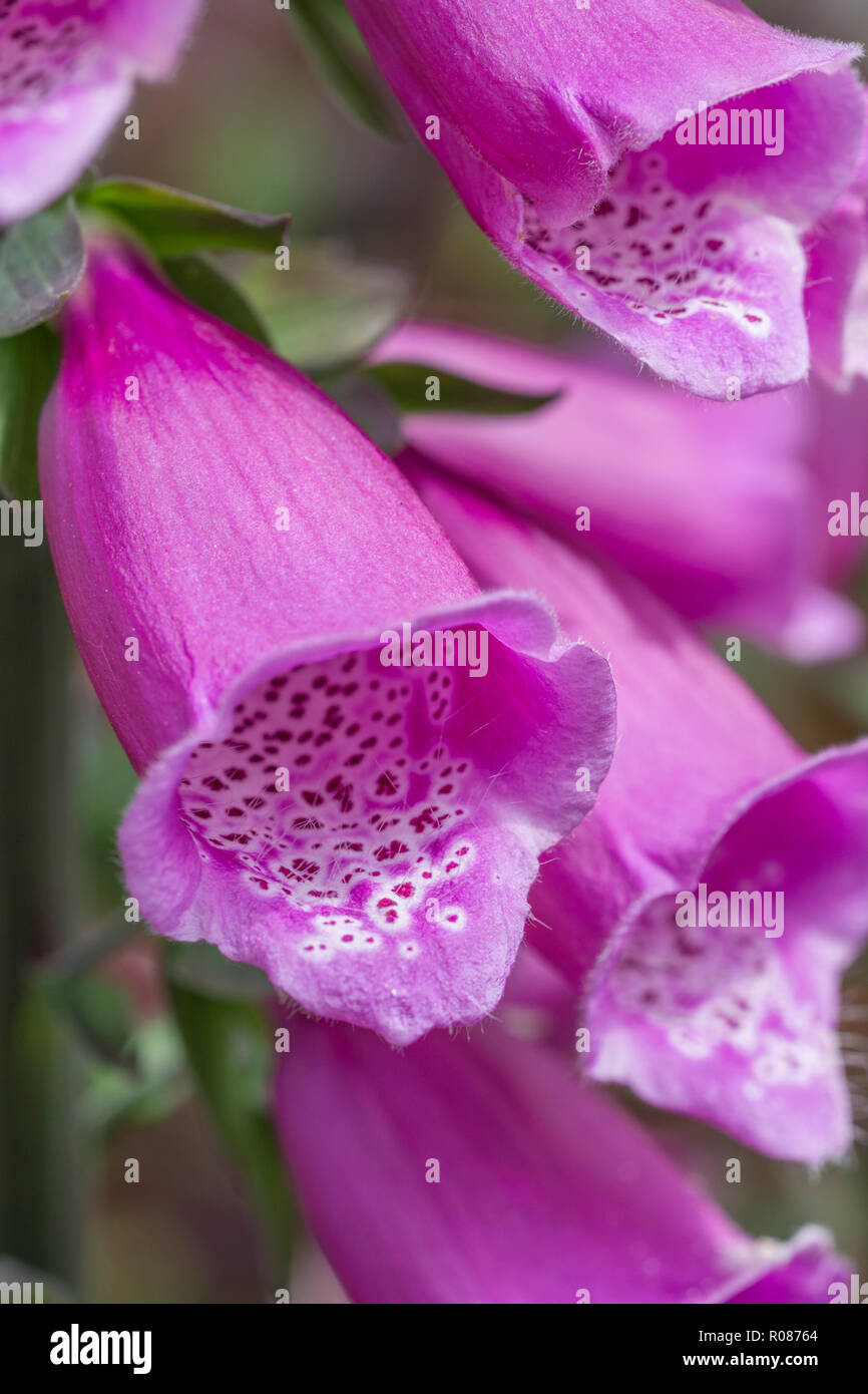 Close-up wild Foxglove / Digitalis purpurea flowers in sunshine. Formerly used in herbal remedies, home cures, traditional medicine. Digitalin source. Stock Photo