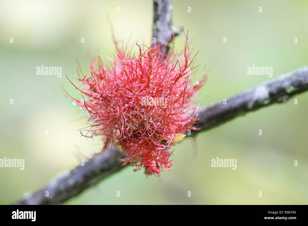Gall known as the rose bedeguar gall, Robin's pincushion, or moss gall