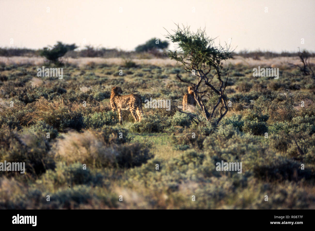 Cheetah (Acinonyx jueatus), Central Kalahari Game Reserve, Ghanzi, Botswana, Africa Stock Photo