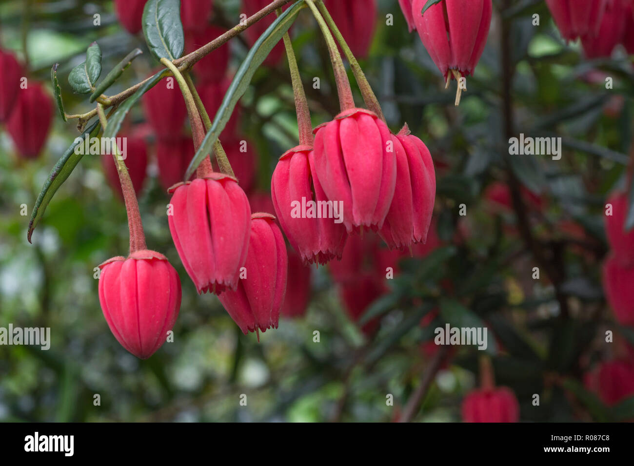 Crimson flowers of the evergreen Chilean Lantern tree / Crinodendron hookerianum (syn. Tricuspidaria hookerianum. Once used in Chilean traditional med Stock Photo