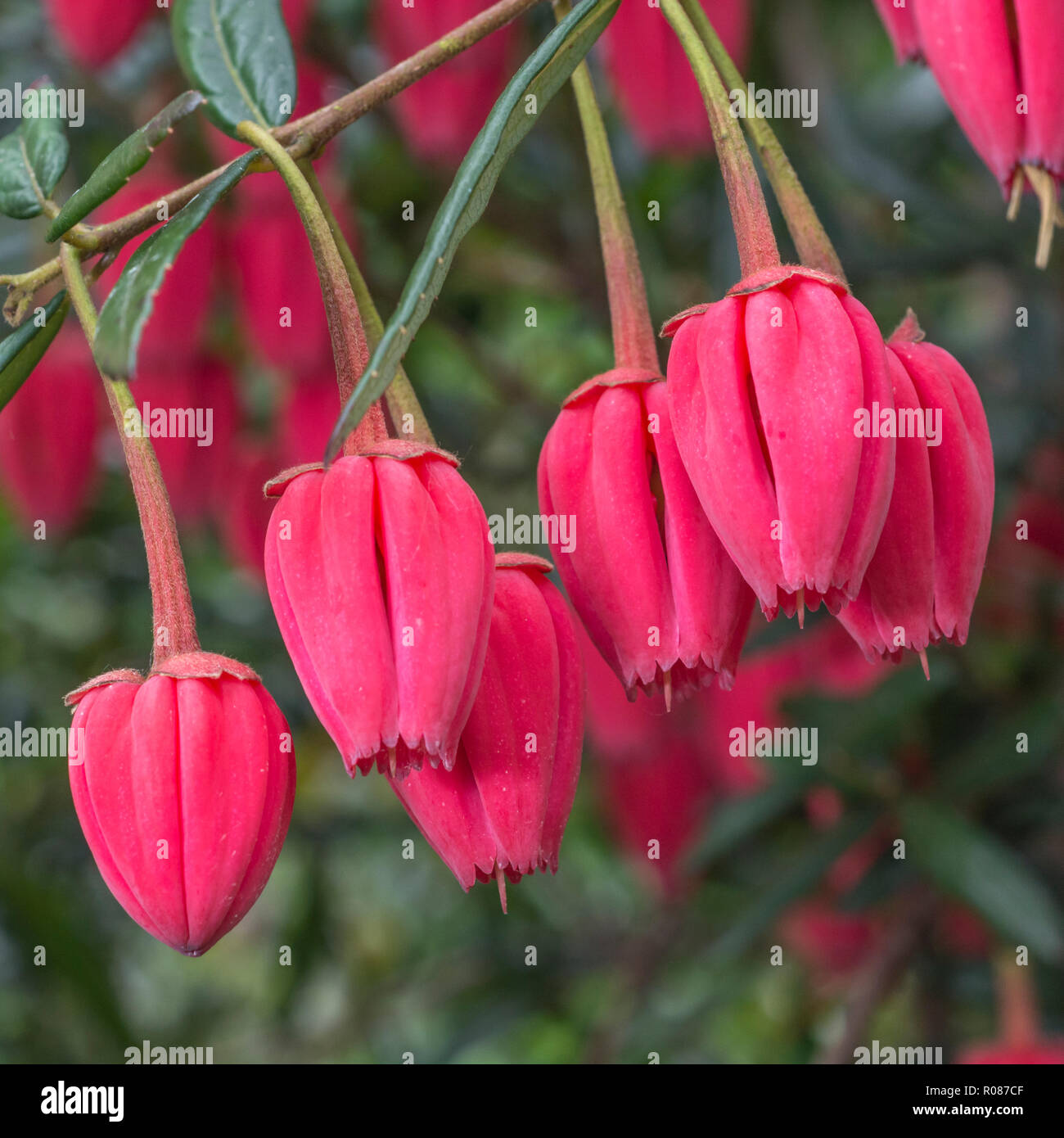 Crimson flowers of the evergreen Chilean Lantern tree / Crinodendron hookerianum (syn. Tricuspidaria hookerianum. Once used in Chilean traditional med Stock Photo