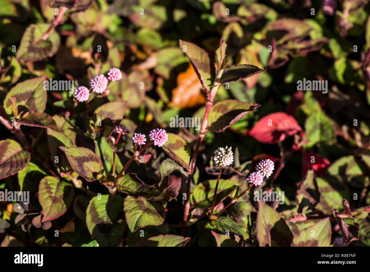 (Persicaria capitata) Stock Photo