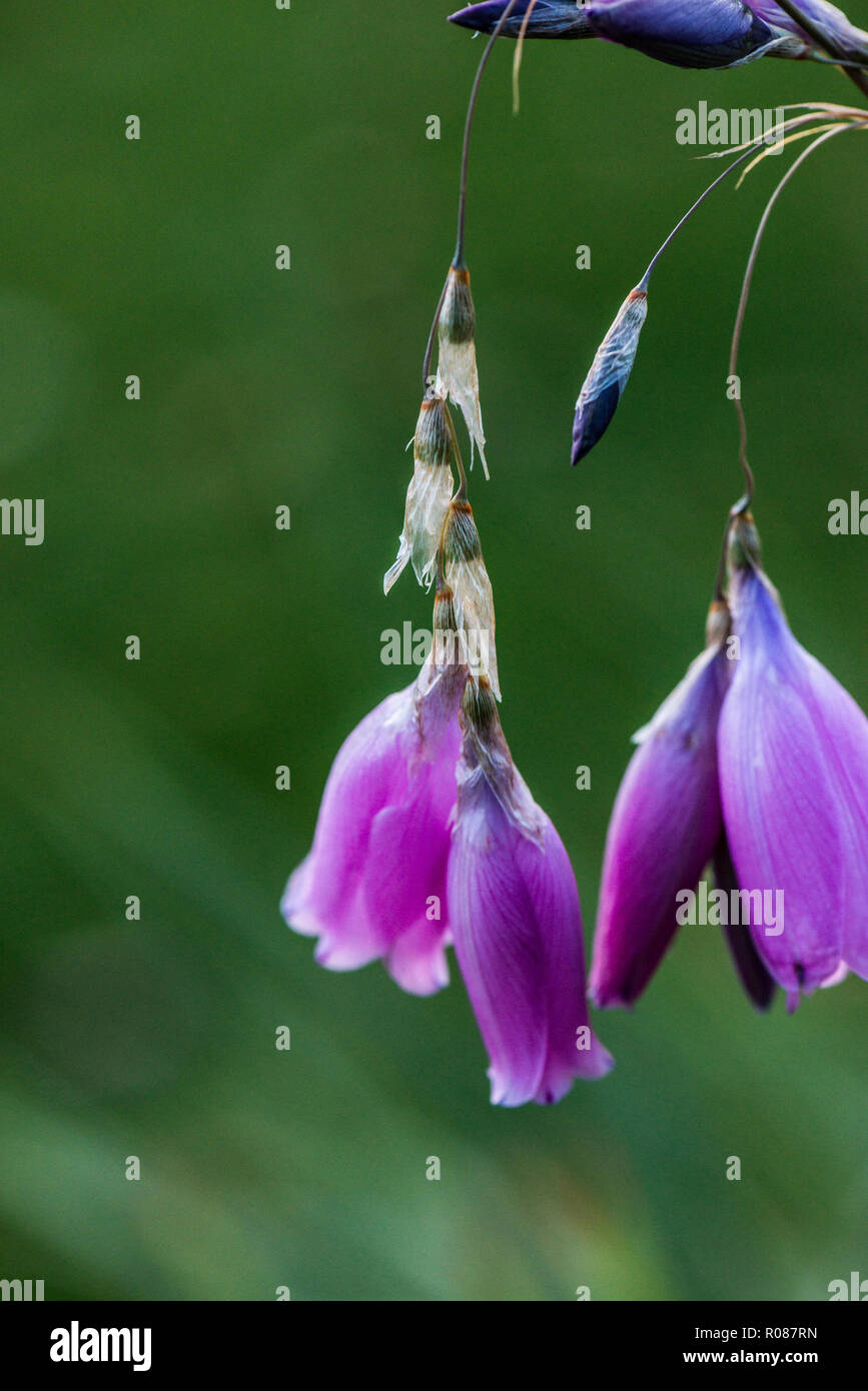 The flowers of  an angel's fishing rod (Dierama pulcherrimum) Stock Photo