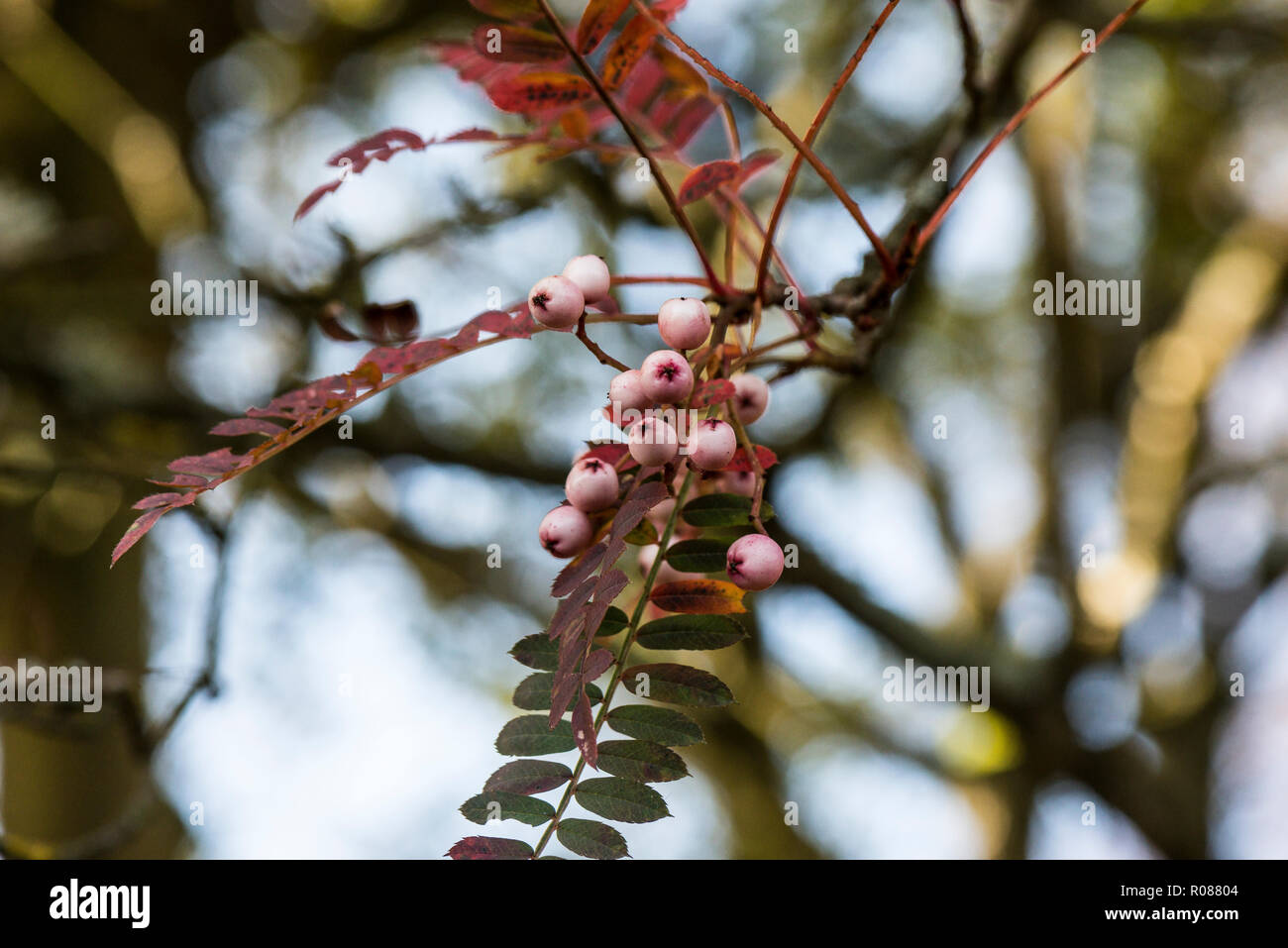 The leaves and berries of a rowan 'Pink Pagoda' (Sorbus pseudohupehensis 'Pink Pagoda') in autumn Stock Photo