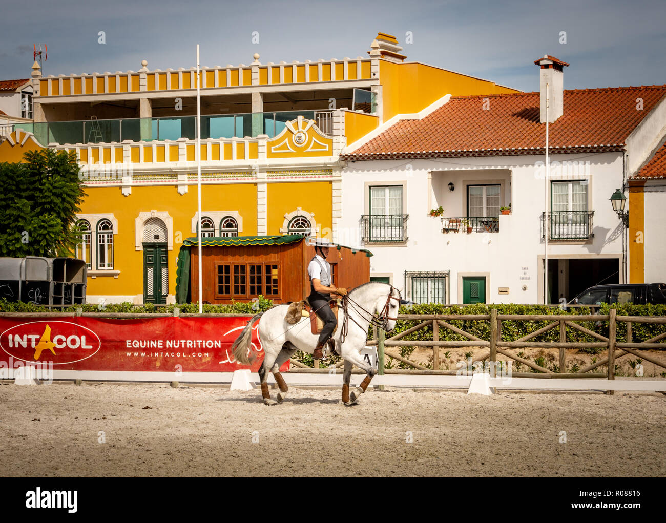 Lusitano Horse In Golega Portugal Stock Photo Alamy lusitano-horse-in-golega-portugal-stock-photo-alamy
