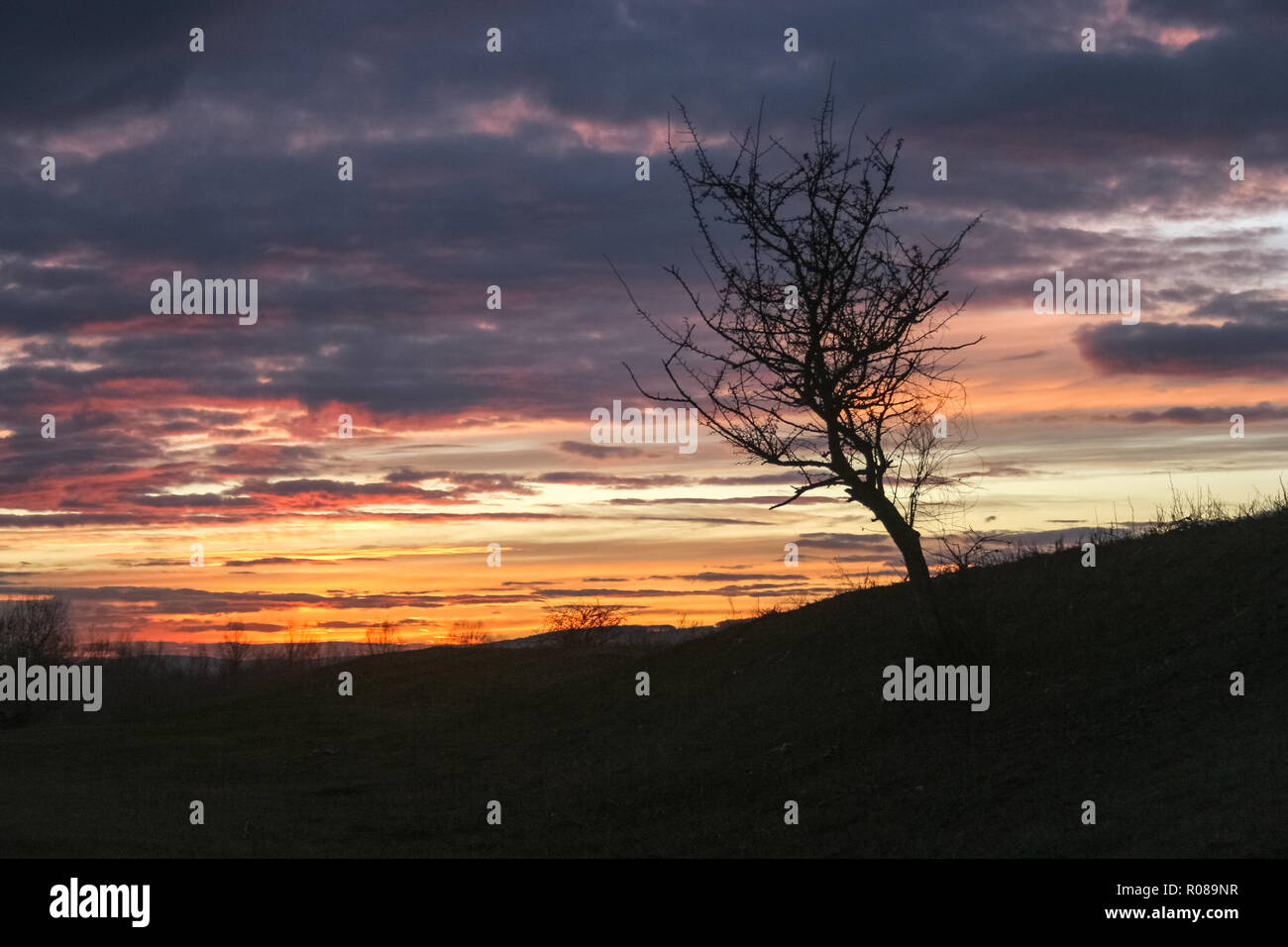 Silhouette of a lone tree against a colorful sky at sunset Stock Photo ...