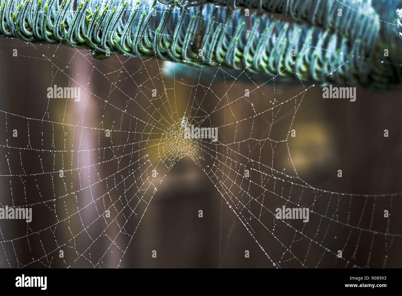 A spiderweb with tiny droplets Stock Photo
