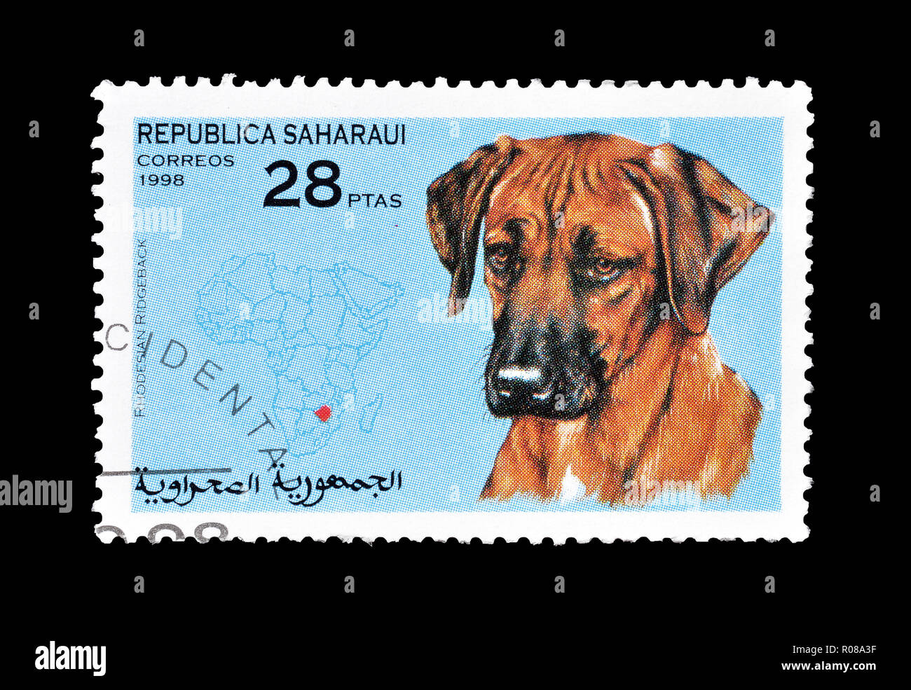 rotation ridgeback dog