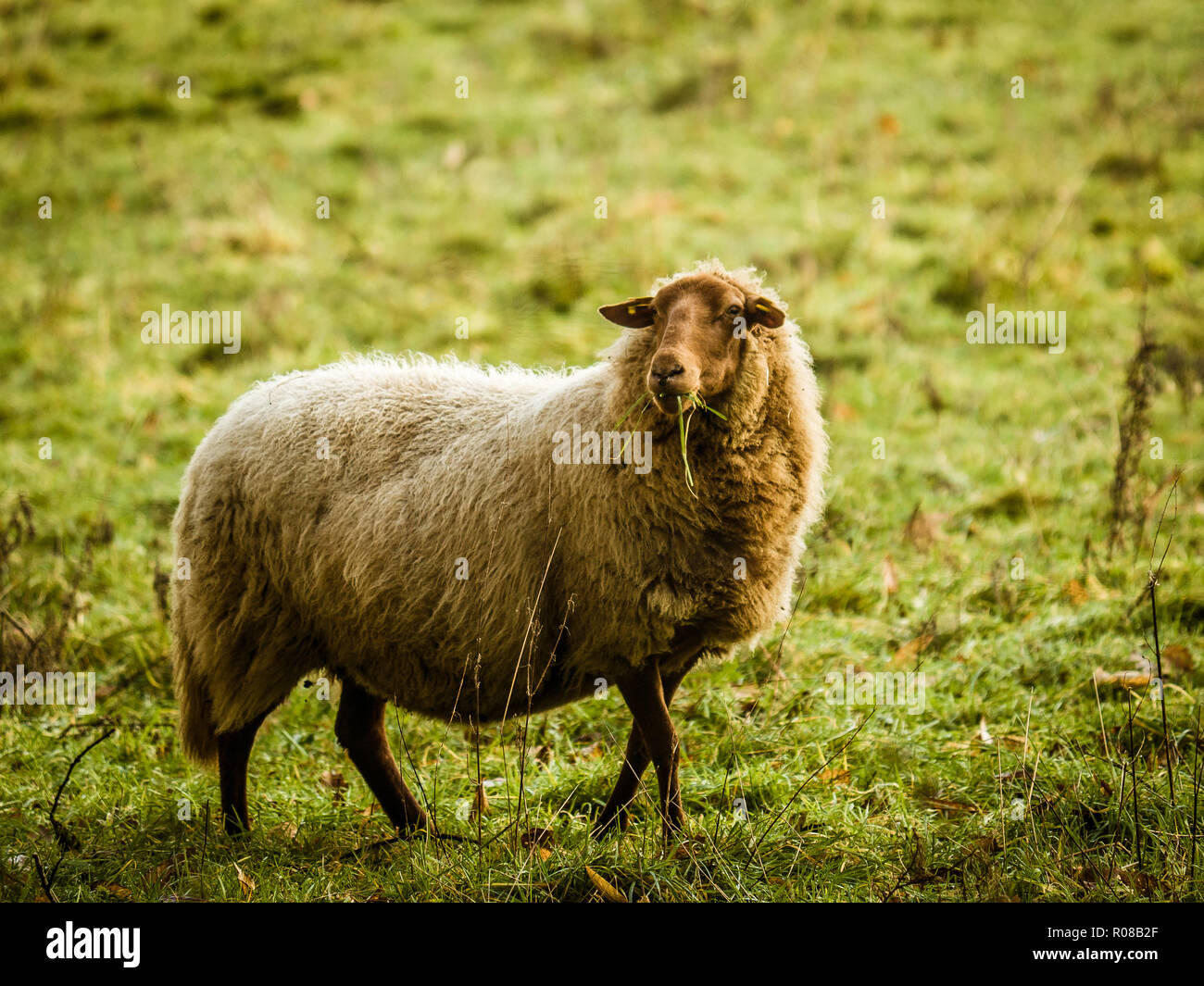 Woolly Brown Sheep Stock Photos & Woolly Brown Sheep Stock Images - Alamy