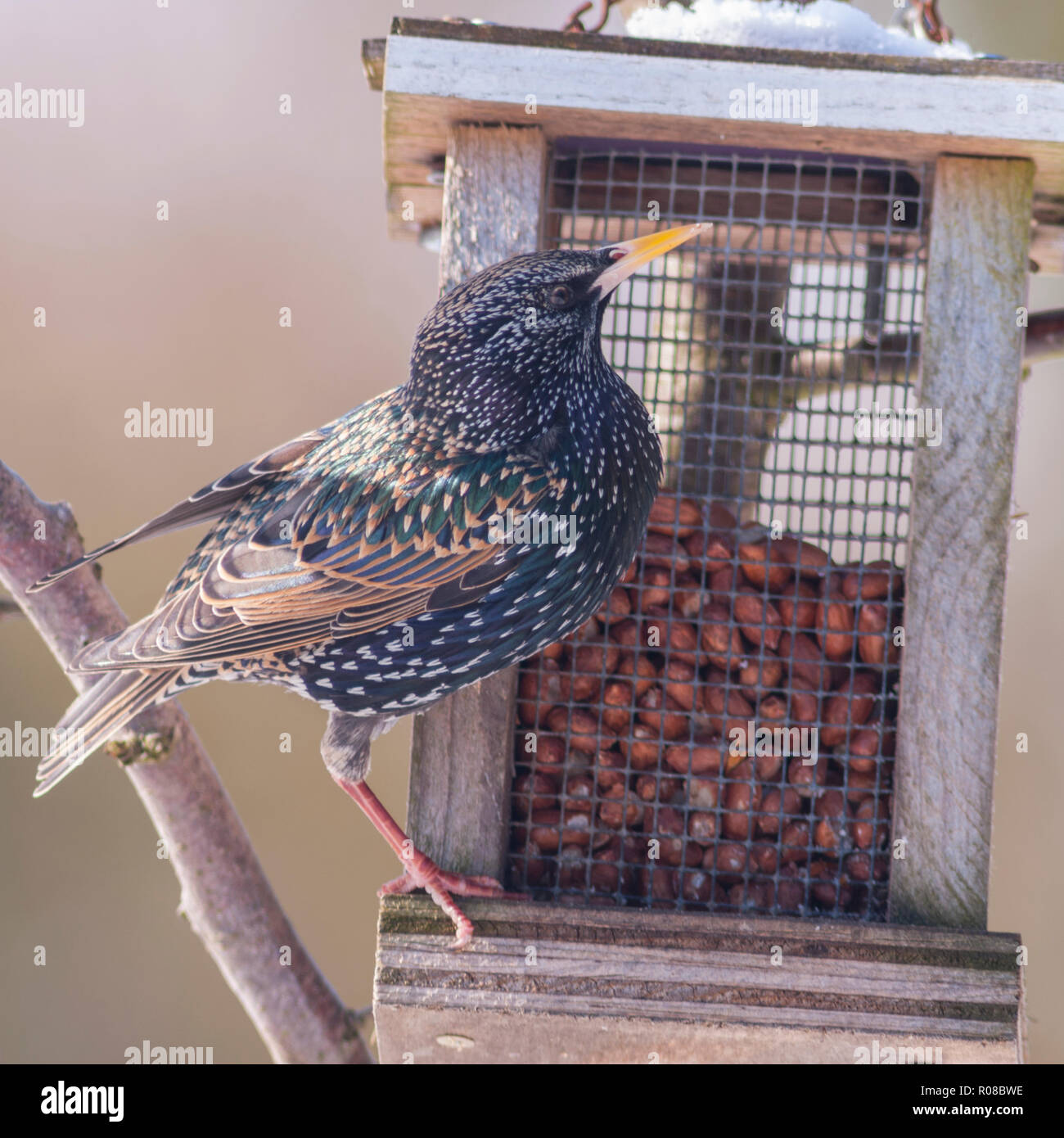 A Starling in the winter (Sturnus vulgaris) in the Uk Stock Photo