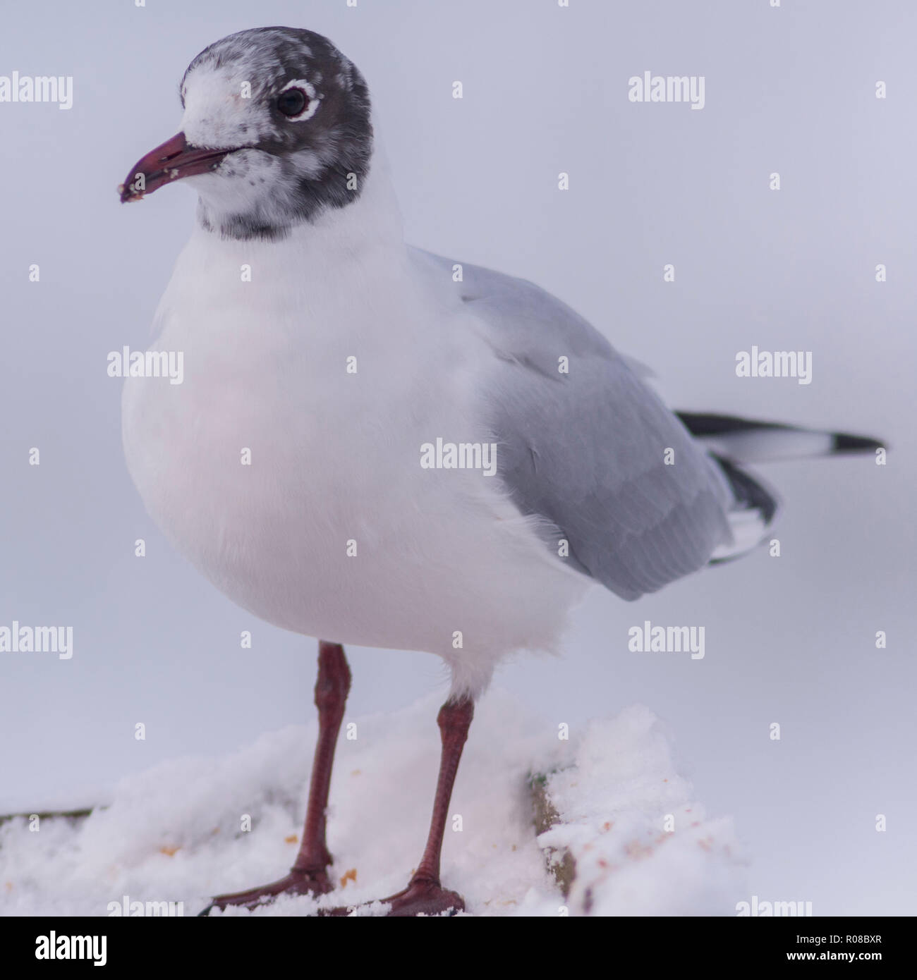 A Gull in winter in the uk Stock Photo