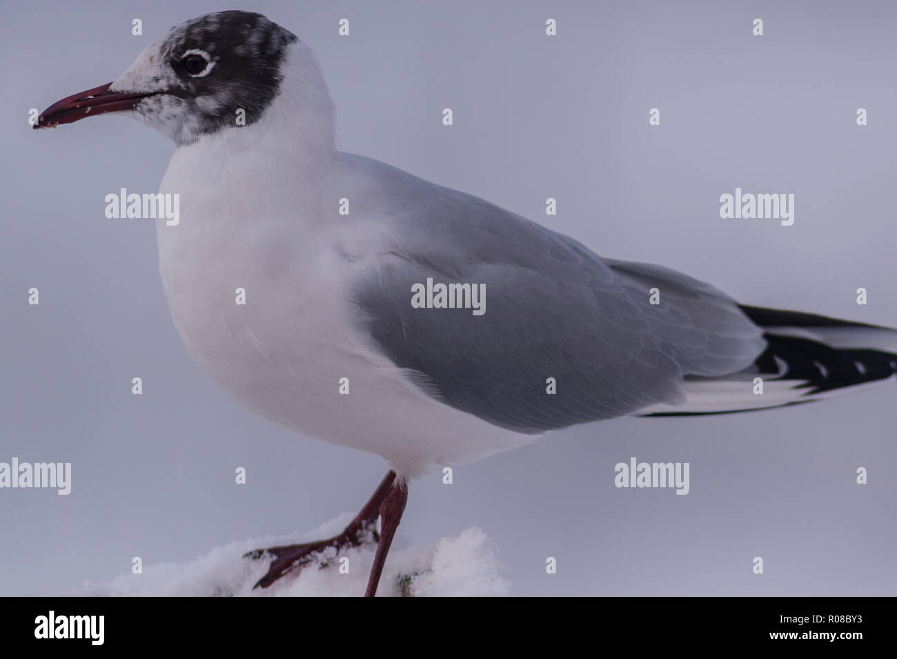 A Gull in winter in the uk Stock Photo