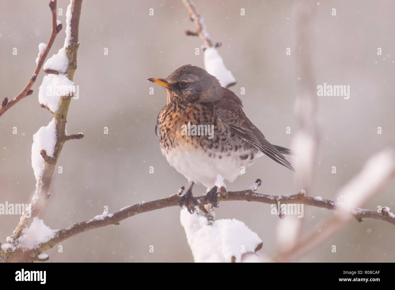 A Fieldfare (Turdus pilaris) feeding in freezing conditions in a Norfolk garden Stock Photo