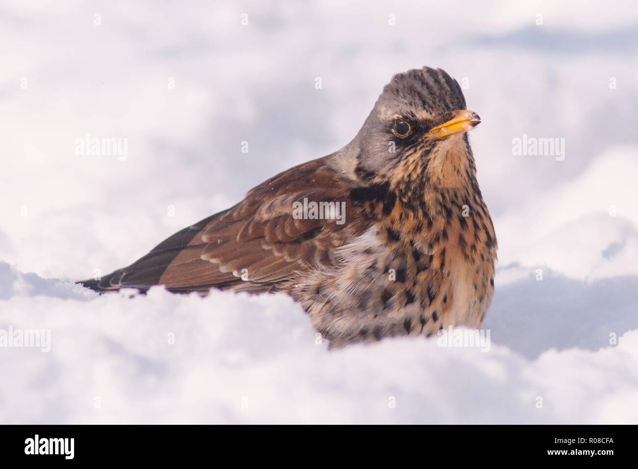 A Fieldfare (Turdus pilaris) feeding in freezing conditions in a Norfolk garden Stock Photo