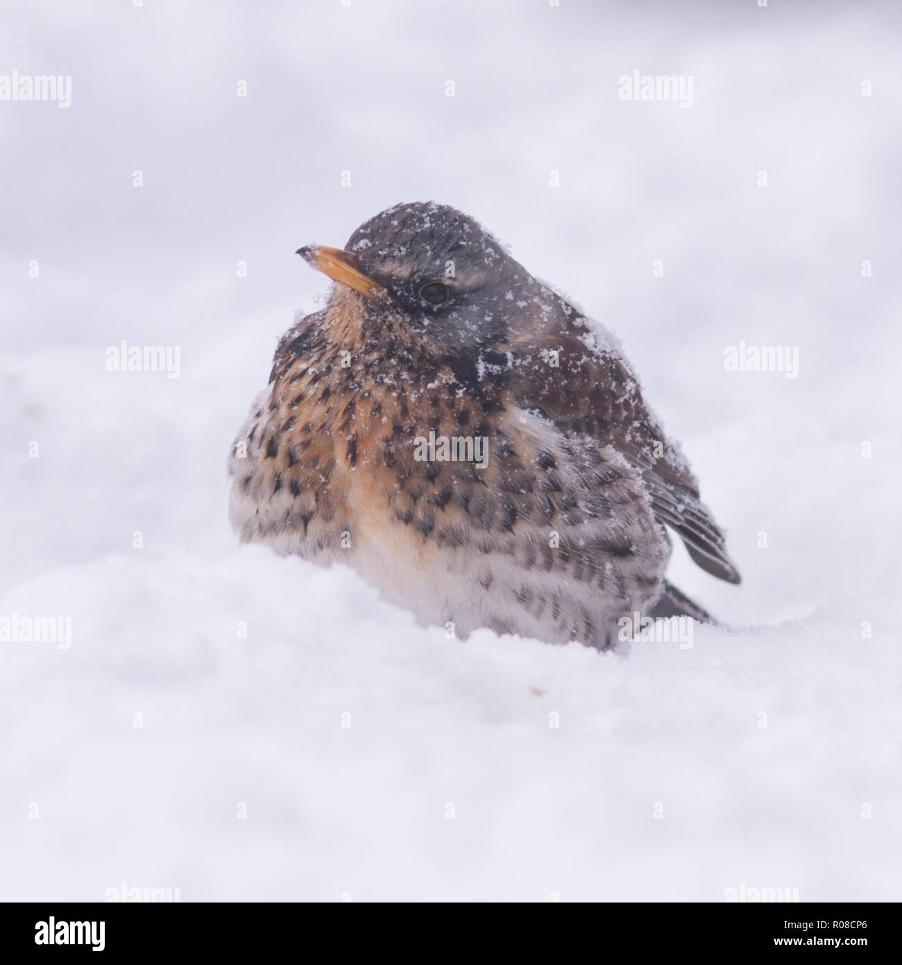 A Fieldfare (Turdus pilaris) feeding in freezing conditions in a Norfolk garden Stock Photo