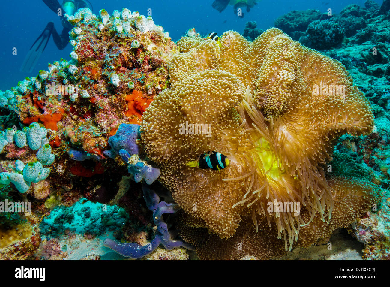Stichodactyla Mertensii Carpet Anemone coral Maldives Stock Photo