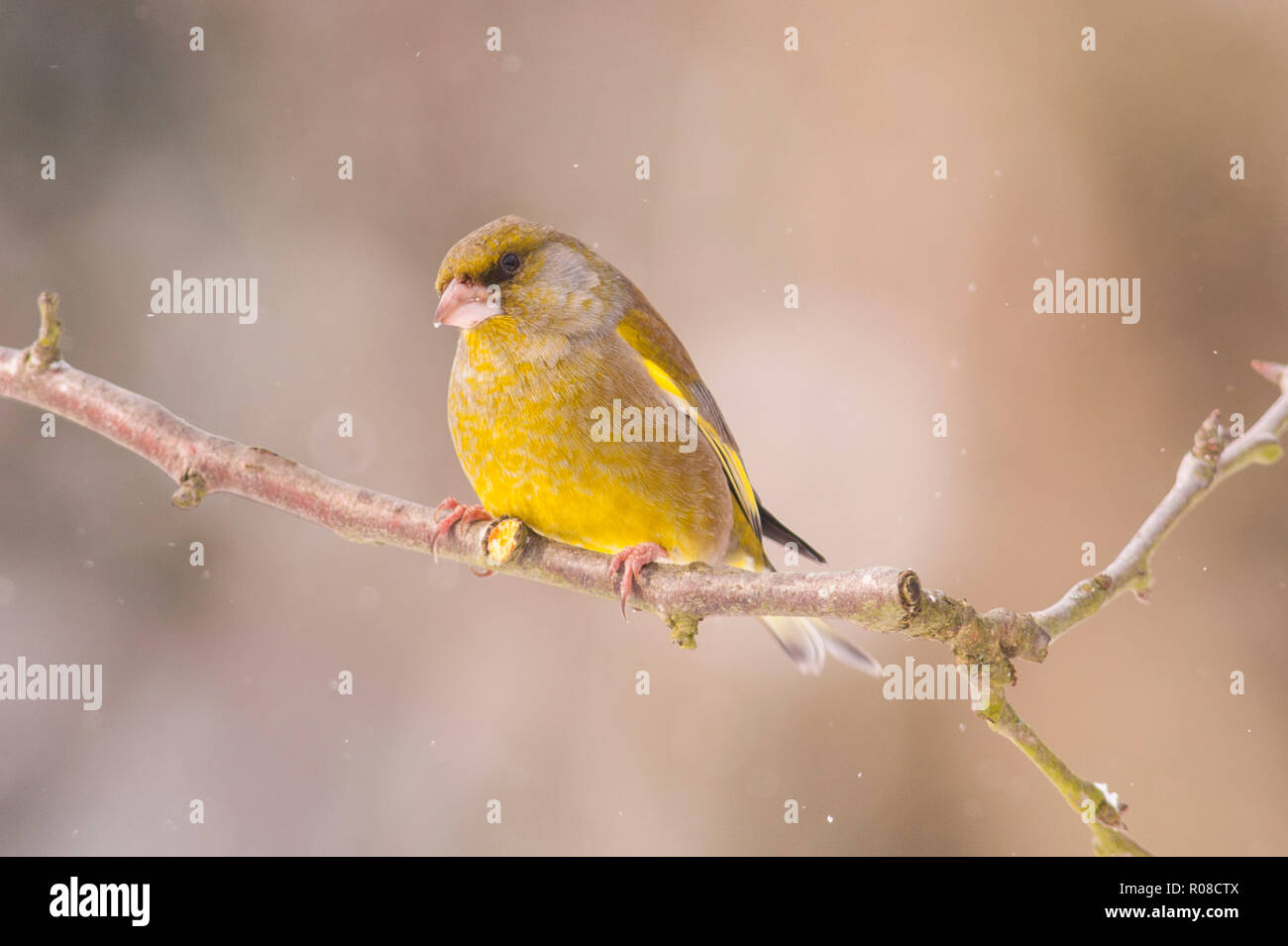 A male Greenfinch (Carduelis chloris) feeding in freezing conditions in a Norfolk garden Stock Photo