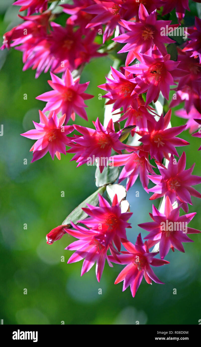 Back lit vibrant pink Zygocactus flowers of Hatiora gaertneri. Also known as the Easter cactus or Whitsun Cactus. Endemic epiphytic species of Brazil. Stock Photo