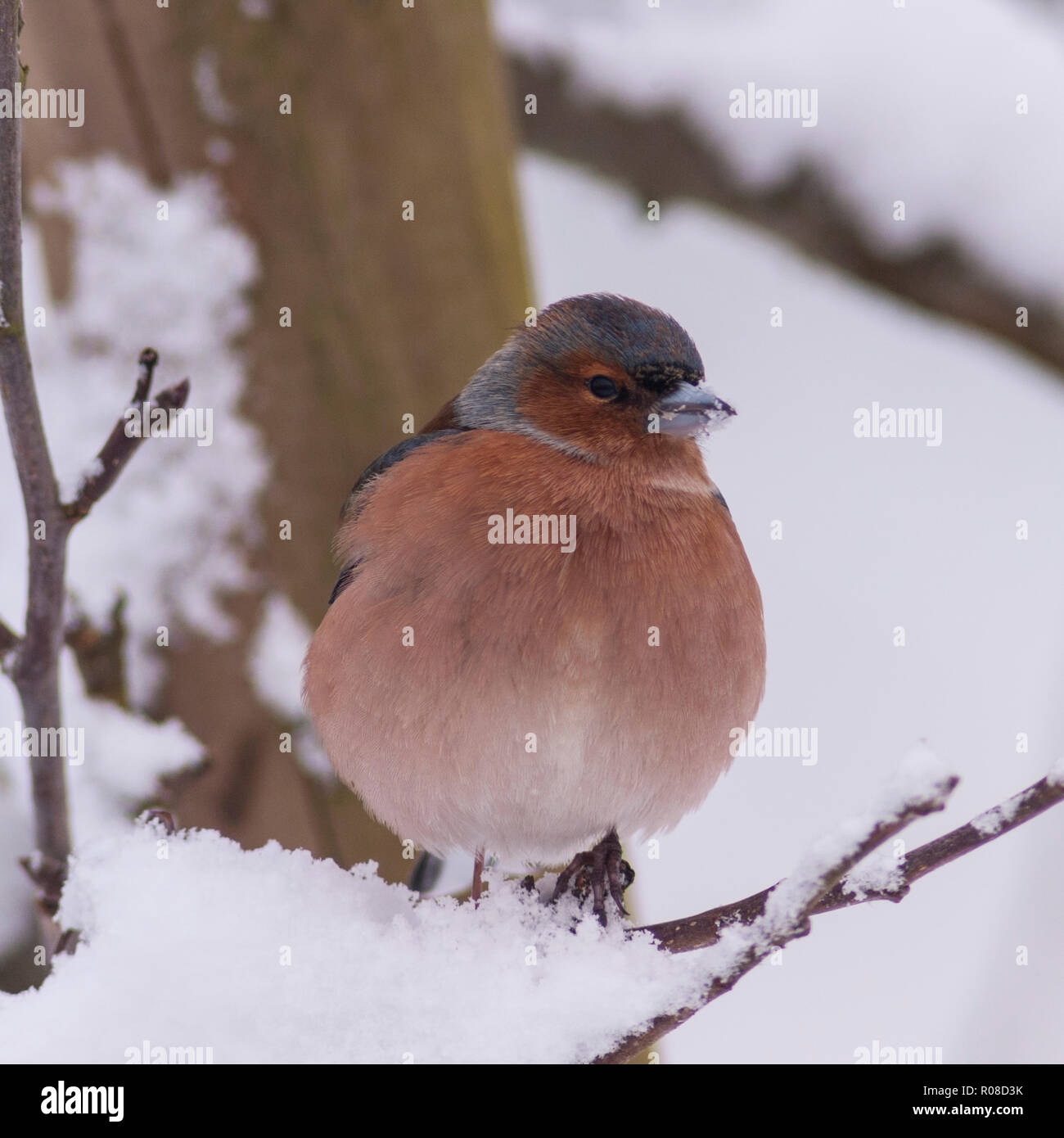 A Male Chaffinch (Fringilla coelebs)  in freezing conditions in a Norfolk garden Stock Photo