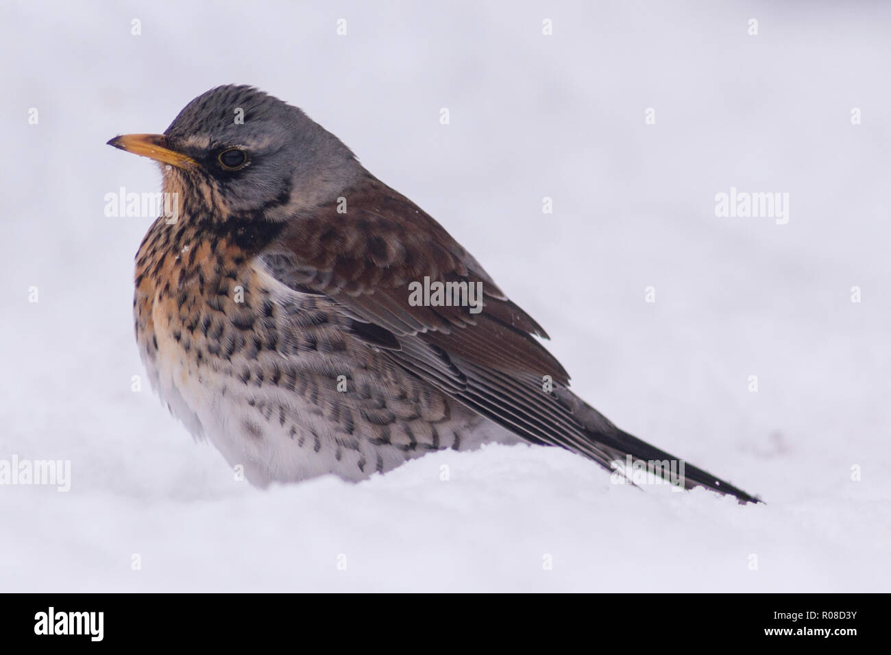 A Fieldfare (Turdus pilaris) feeding in freezing conditions in a Norfolk garden Stock Photo