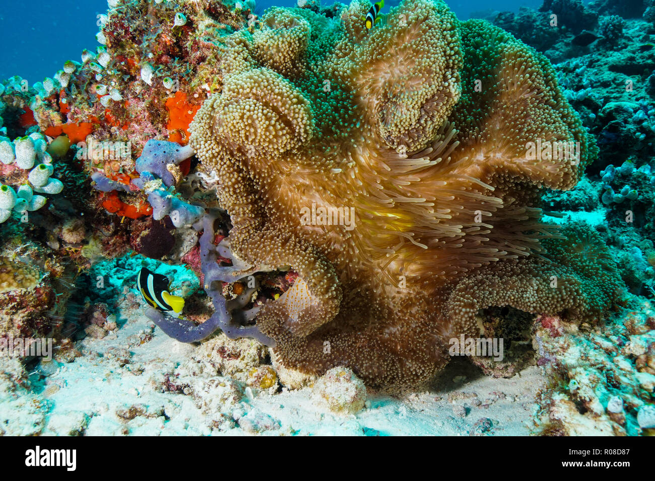 Stichodactyla Mertensii Carpet Anemone coral Maldives Stock Photo