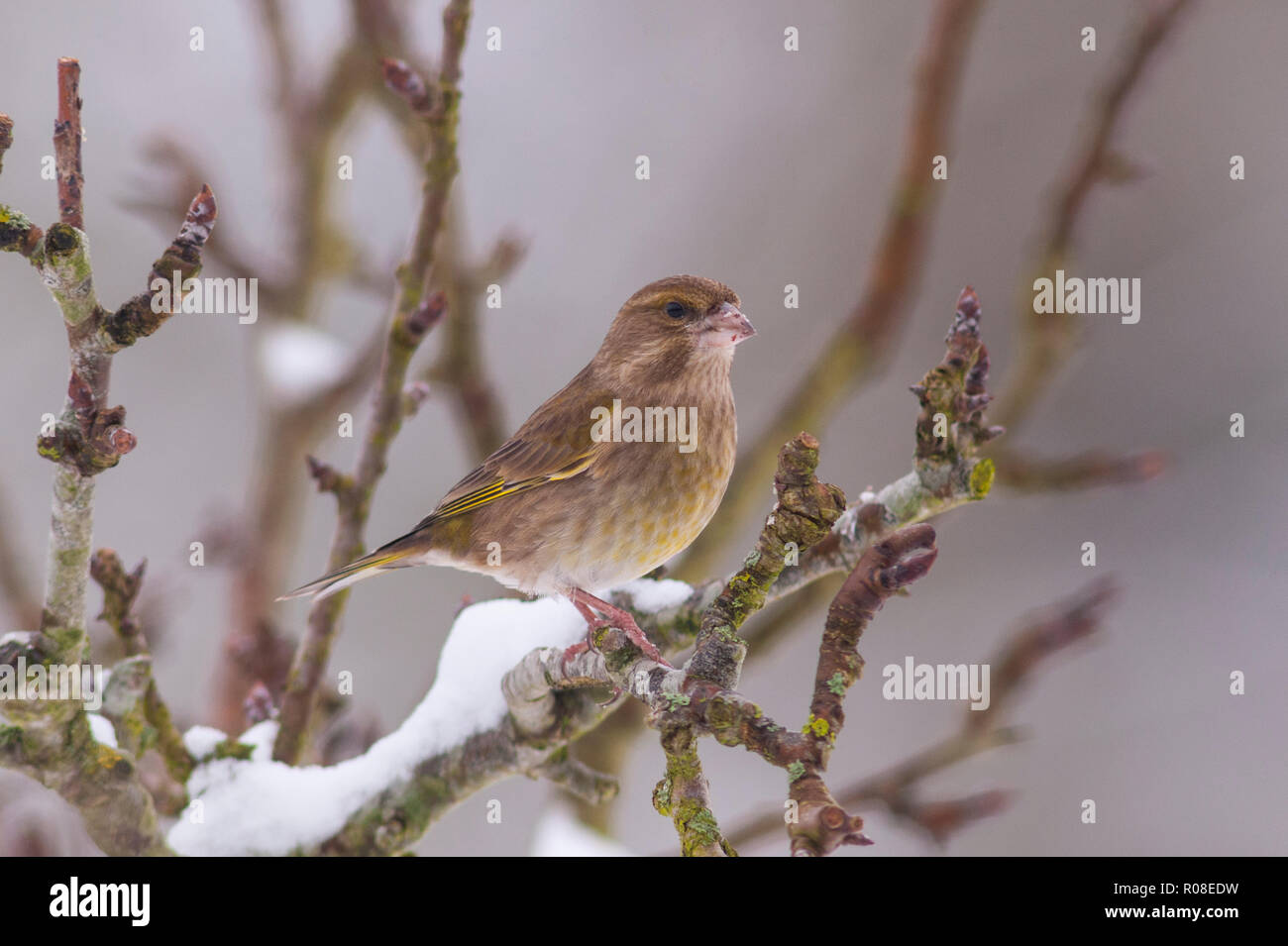 A female Greenfinch (Carduelis chloris) feeding in freezing conditions in a Norfolk garden Stock Photo