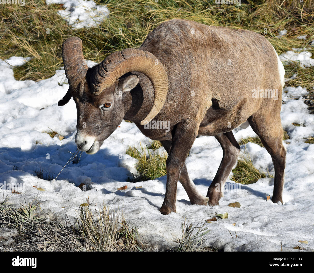 Bighorn Sheep roaming in Exshaw, Alberta Stock Photo Alamy