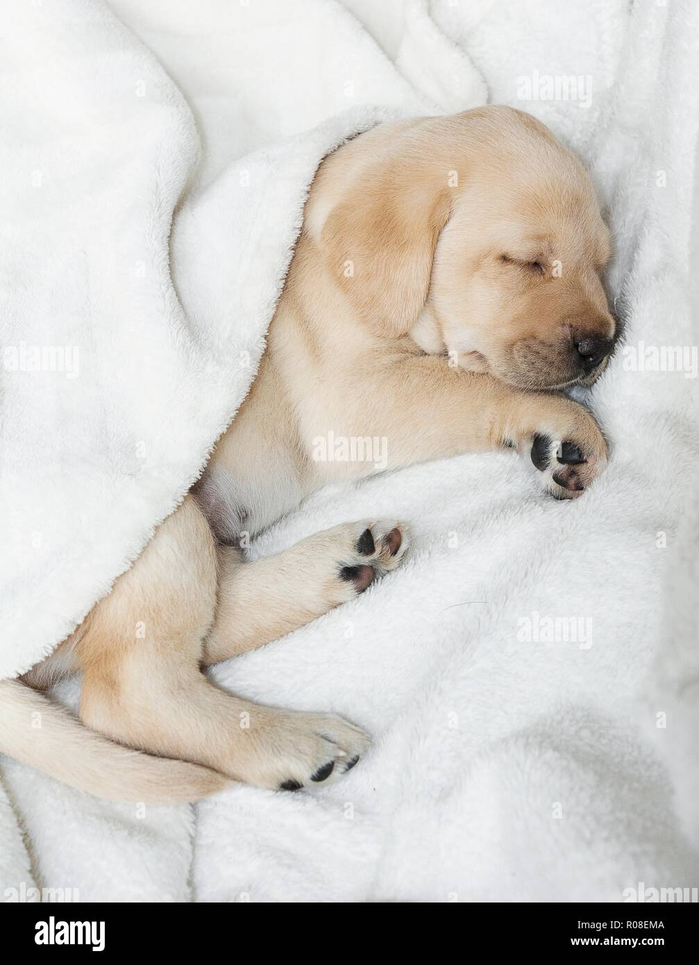 Sleeping Gold labrador puppy Stock Photo