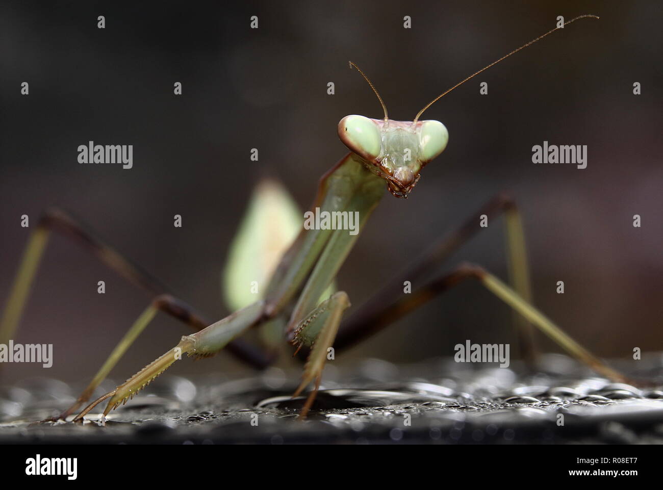 Hierodula membranacea giant asian mantis Stock Photo