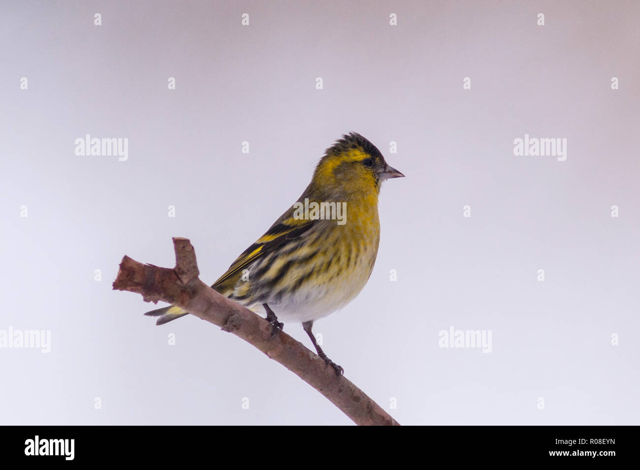 A Eurasian Siskin (Carduelis spinus) adult male feeding in freezing conditions in a Norfolk garden Stock Photo