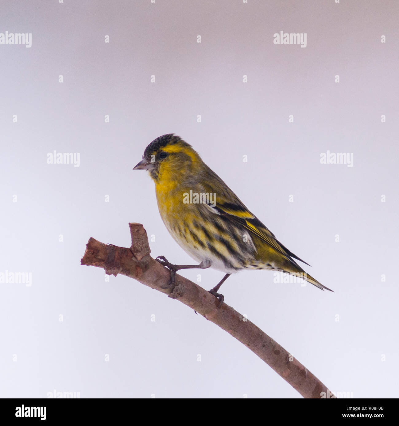 A Eurasian Siskin (Carduelis spinus) adult male feeding in freezing conditions in a Norfolk garden Stock Photo