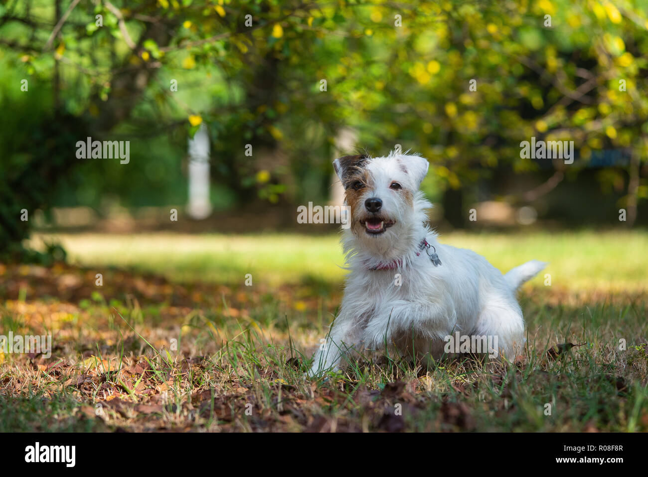 Parson Russell Terrier is about to jump Stock Photo
