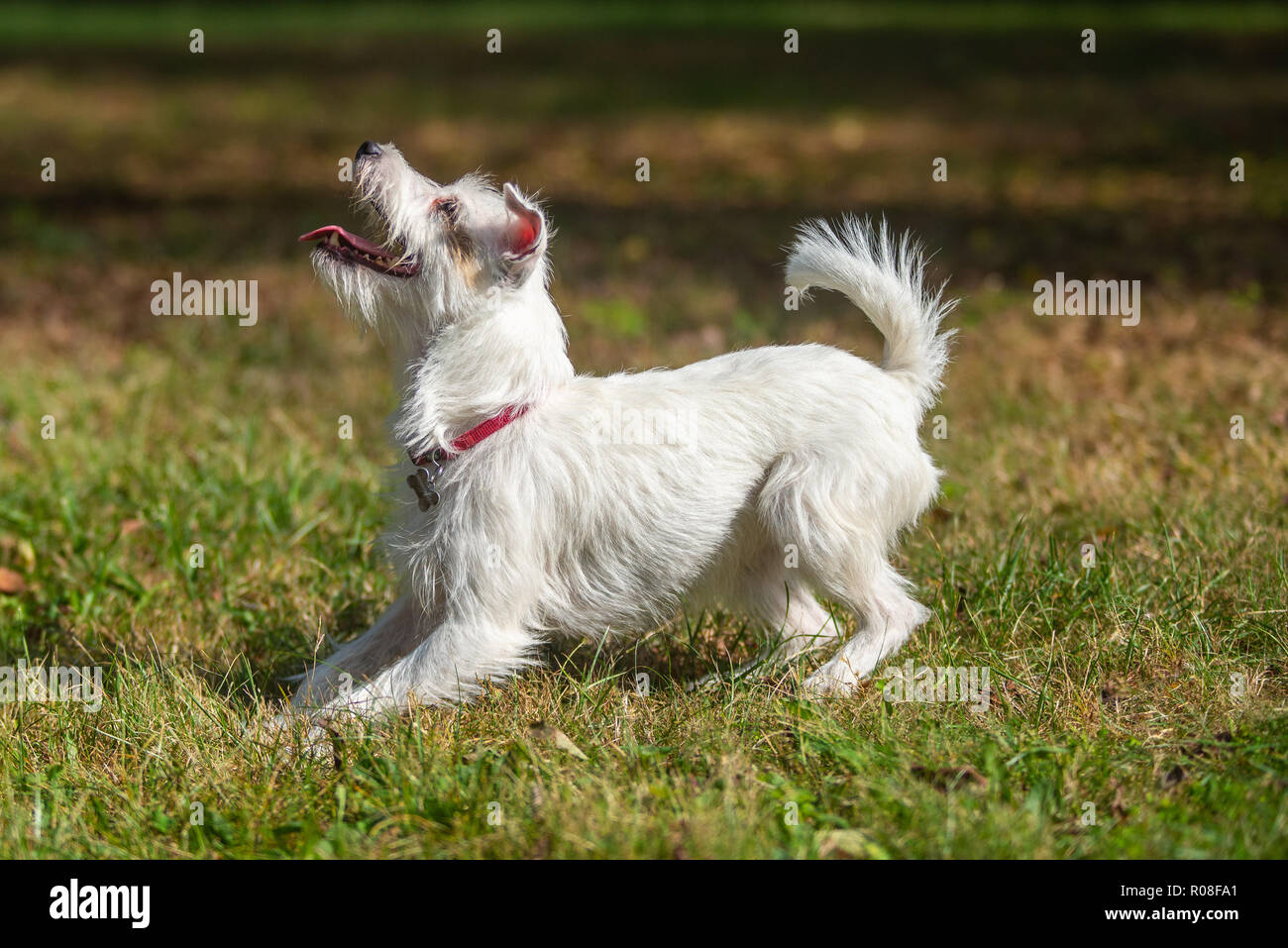 Parson Russell Terrier making a bow Stock Photo