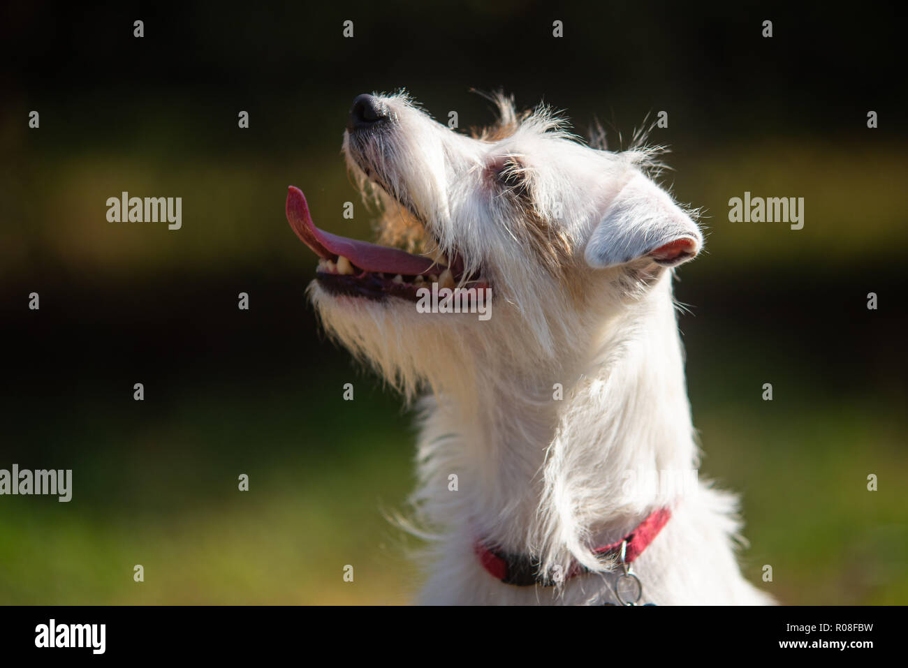 Profile shot of a white  Parson Russell Terrier Stock Photo