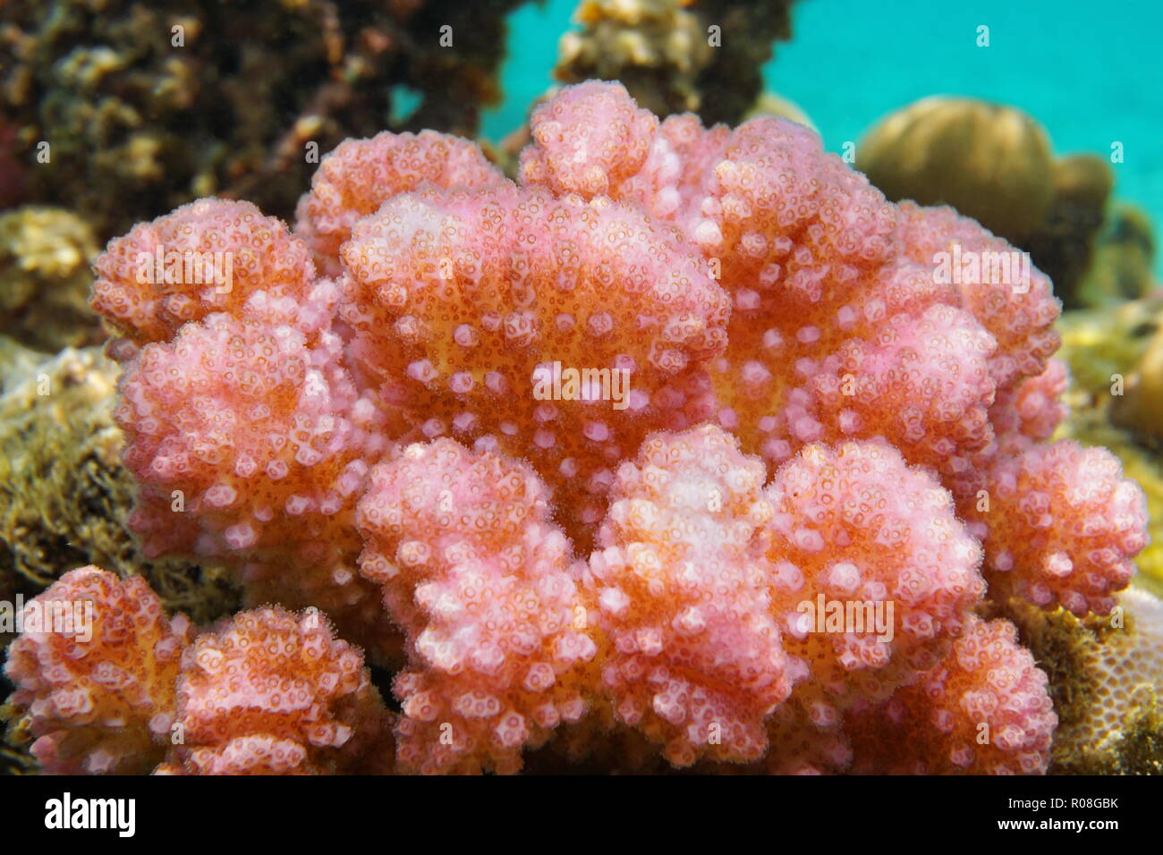Pink Pocillopora cauliflower coral close-up underwater, south Pacific ocean, French Polynesia Stock Photo