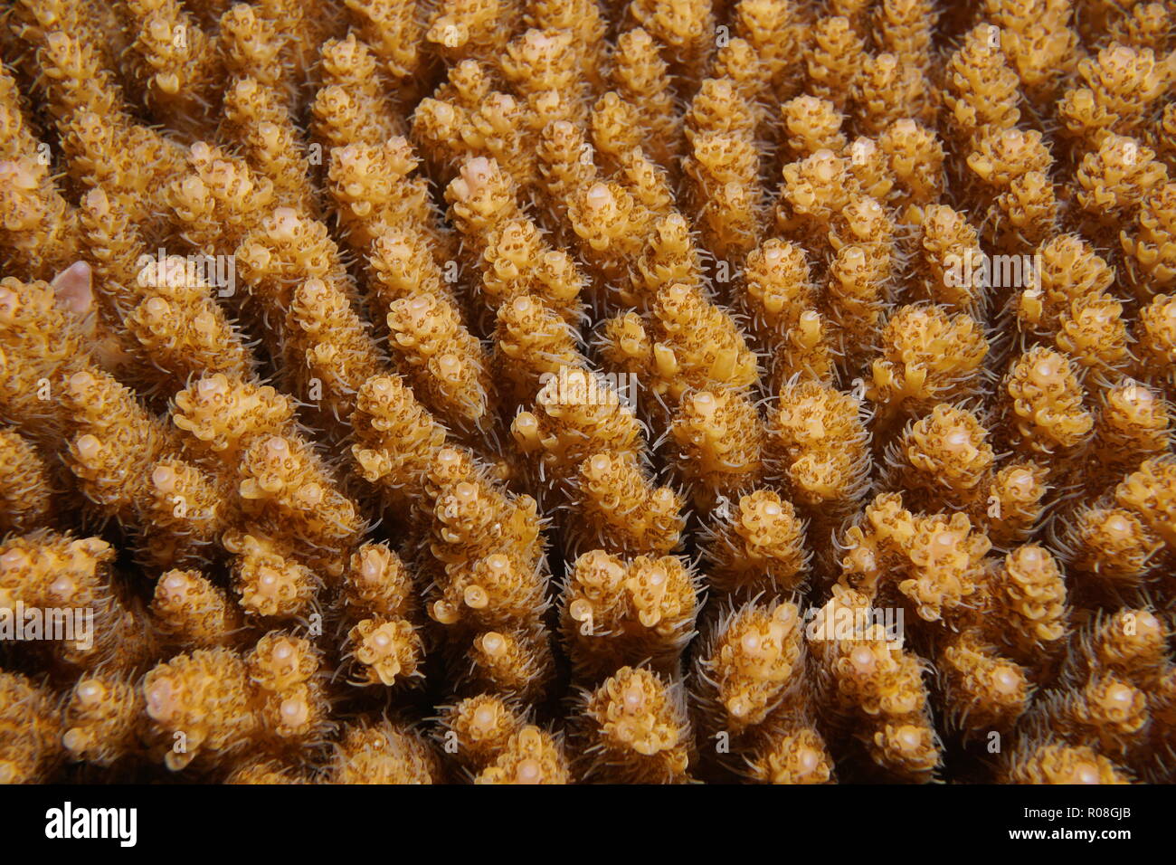 Table coral Acropora hyacinthus, close-up underwater, Tahiti, Pacific ocean, French Polynesia Stock Photo