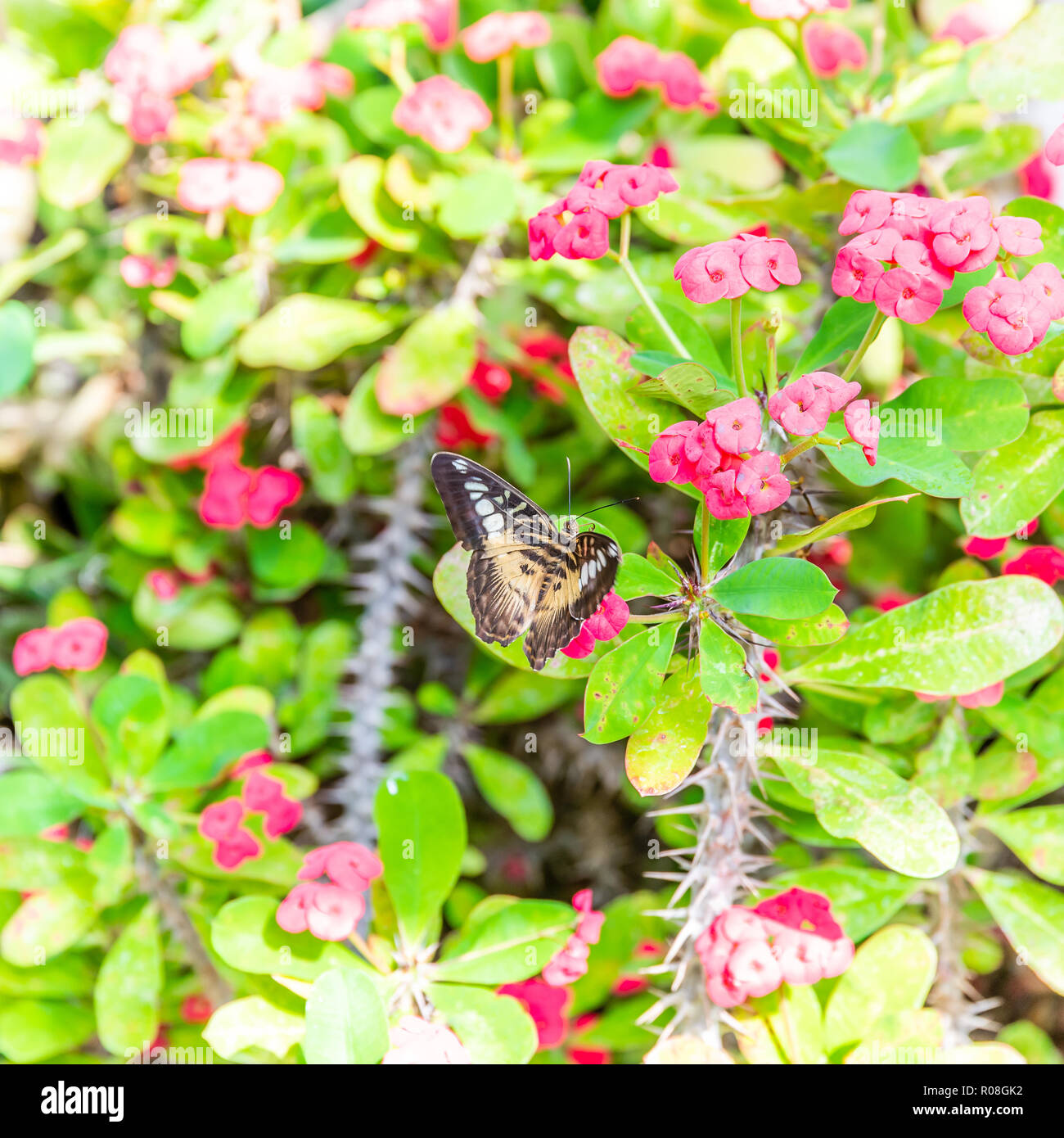 Square photo with colorful butterfly. Bug has nice wings with black and orange color. Insect is perched on plant or flower with pink blooms and many t Stock Photo
