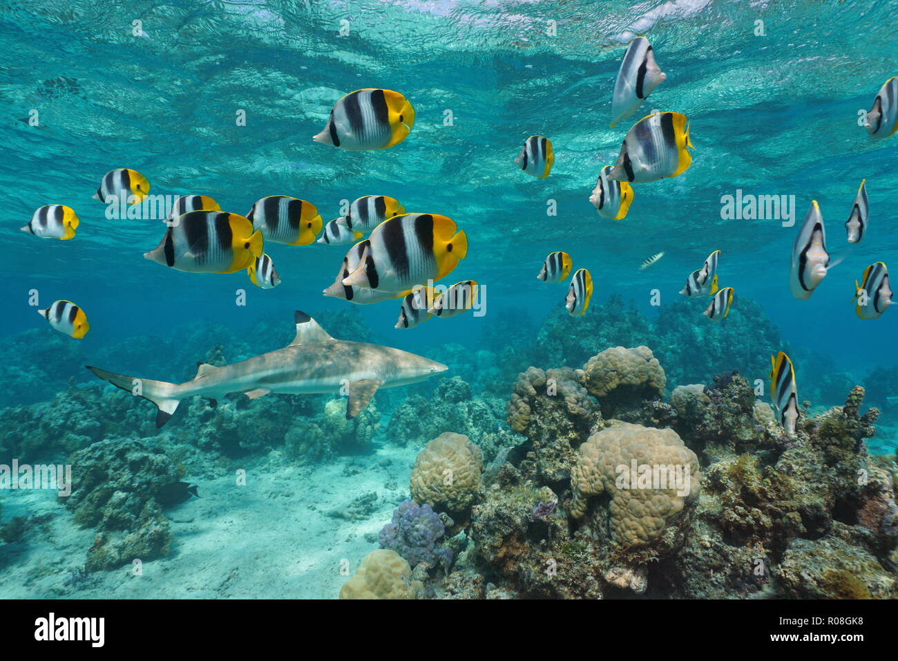 A school of tropical fish pacific double saddle butterflyfish with a blacktip reef shark and coral underwater, south Pacific ocean, French Polynesia Stock Photo