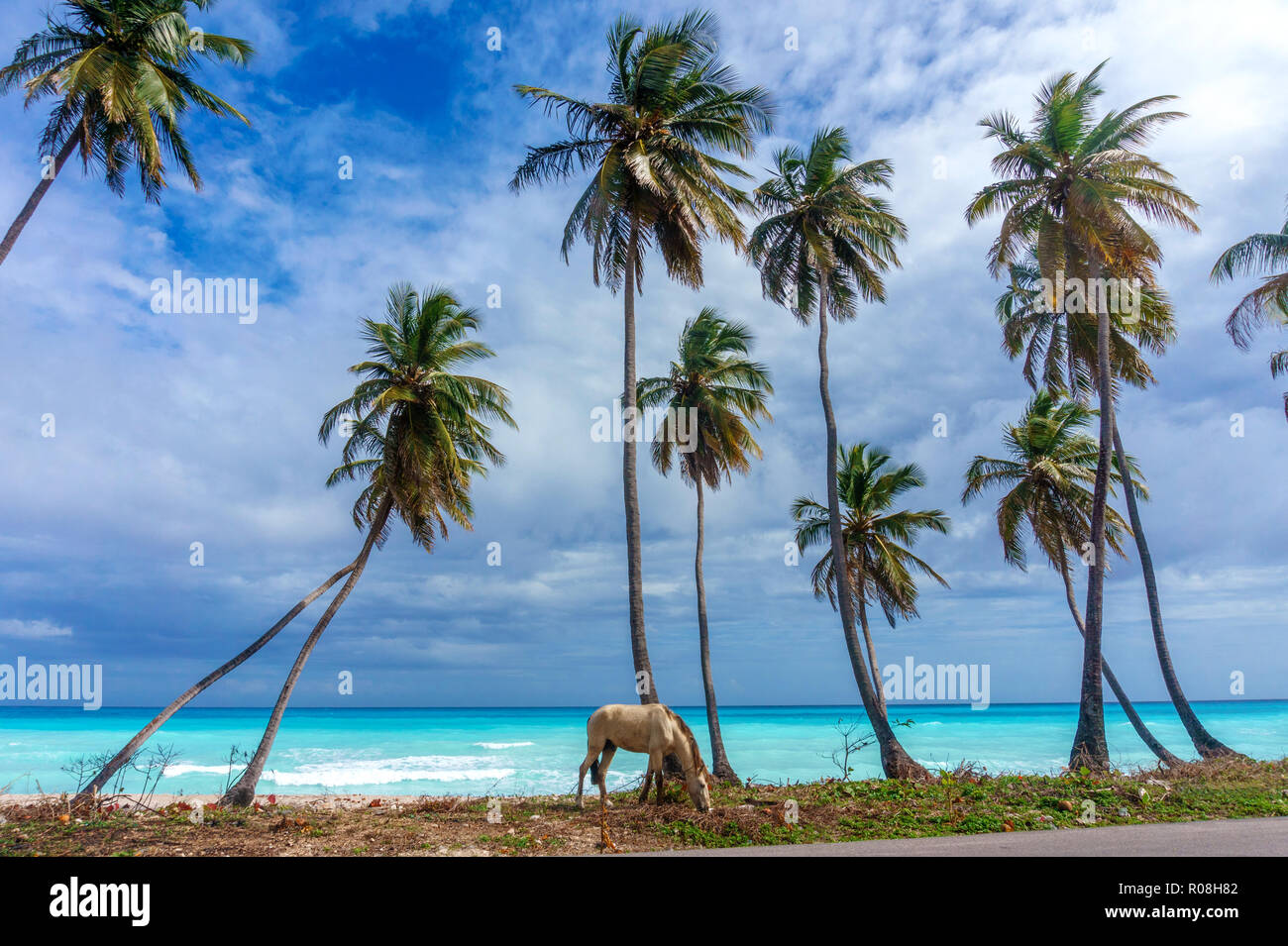 horse grazing under palm trees on awesome Caribbean beach. Amazing horizontal landscape in Dominican Republic Stock Photo