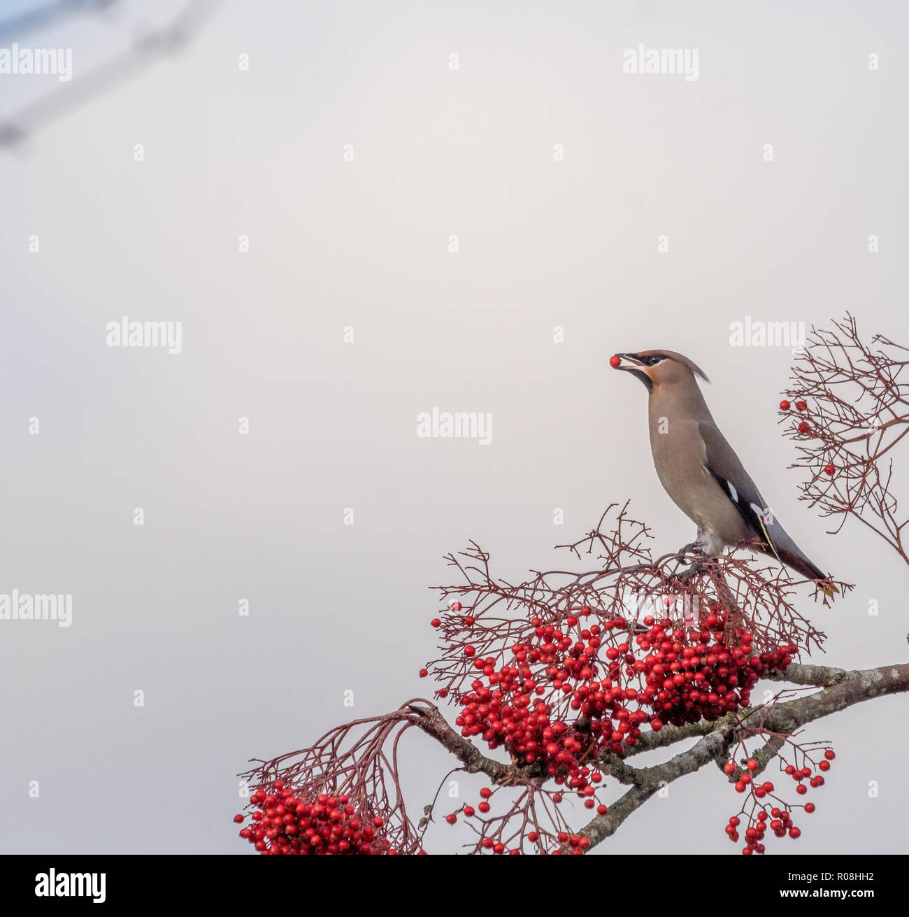 A Waxwing, Bombycilla garrulus, with a berry in it's beak n a tree with red berries taken in Norfolk, UK Stock Photo