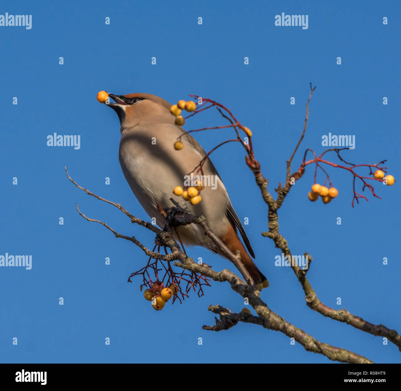 A Waxwing, Bombycilla garrulus, with a yellow berry in it's beak in a tree with yellow berries taken in Norfolk, UK Stock Photo