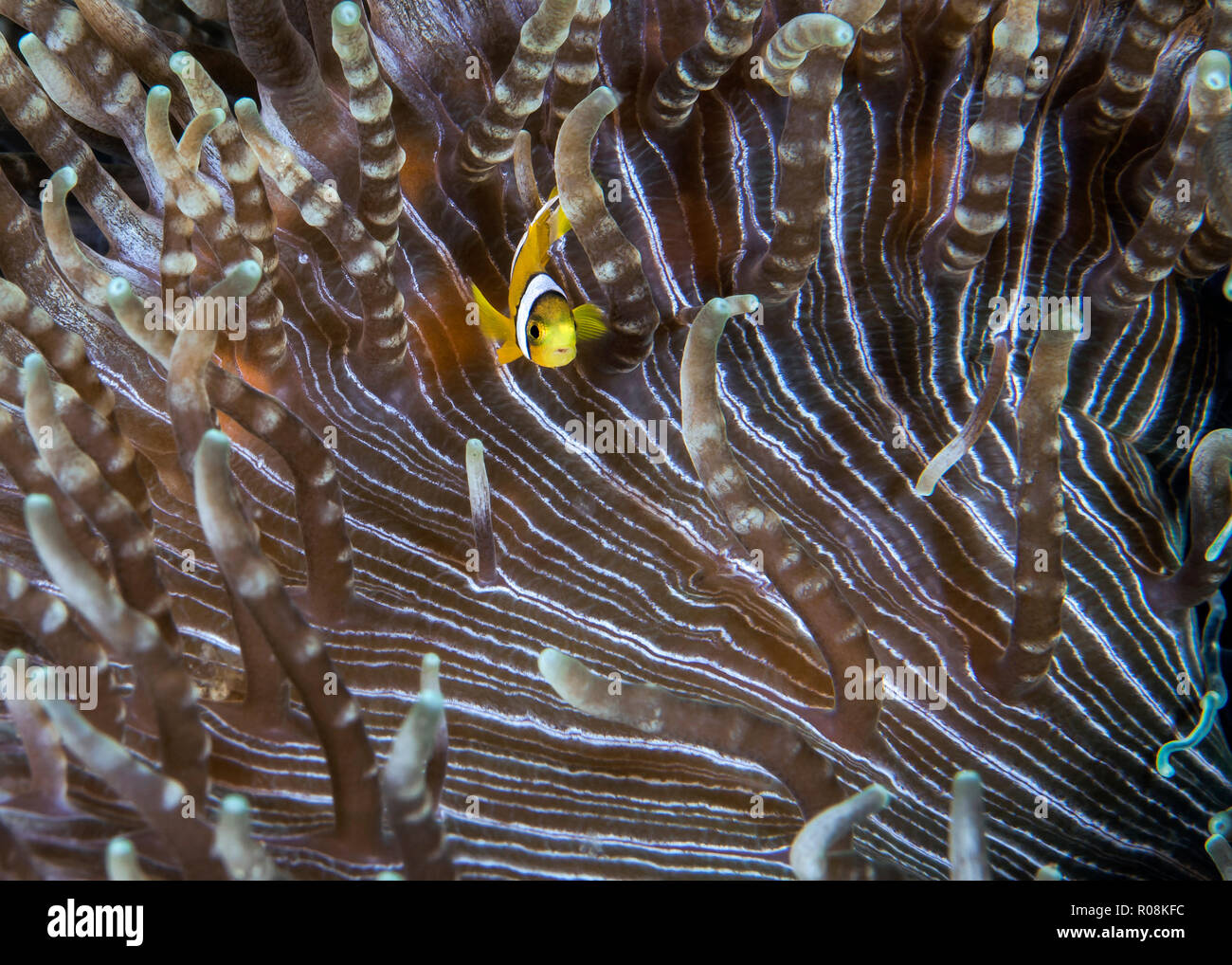 Juvenile clownfish seeks refuge among beaded-tentacles of host anemone (Heteractis aurora. Ambon, Indonesia. 2015 Stock Photo