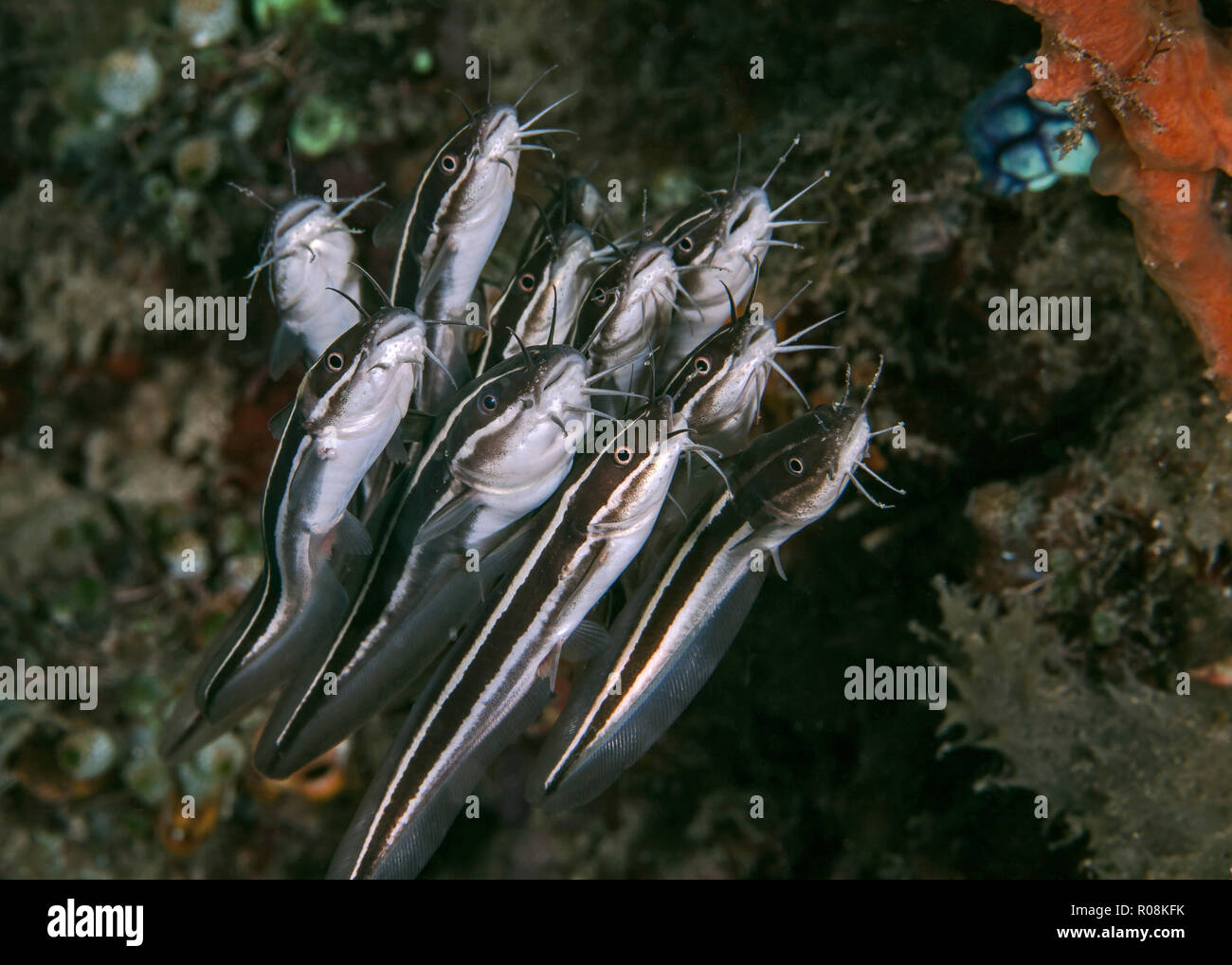 Tightly packed school of striped catfish (Plotosus lineatus) swimming along coral reef.  Ambon, Indonesia. Stock Photo