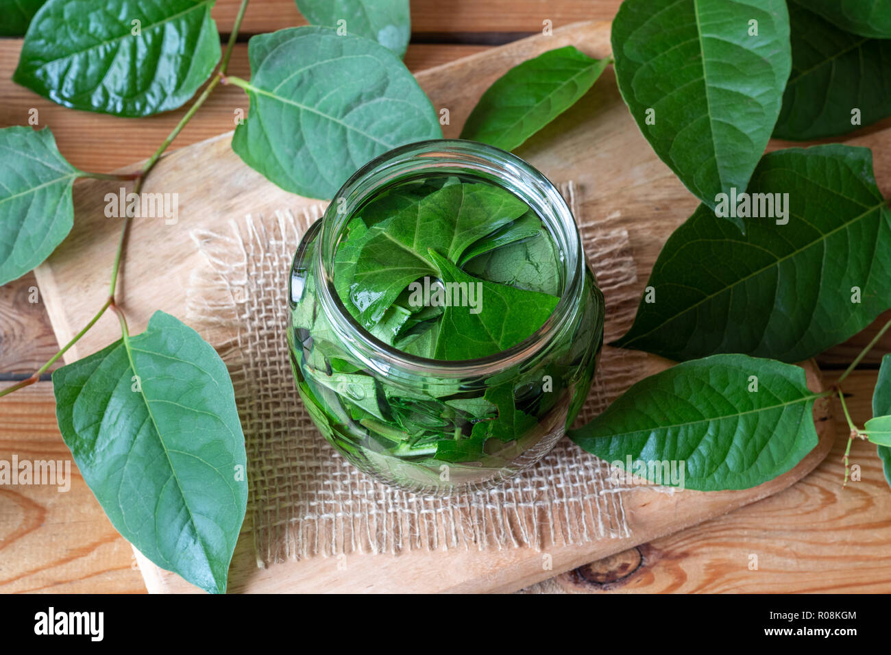 Preparation of homemade japanese knotweed alcohol tincture in a jar Stock Photo Alamy